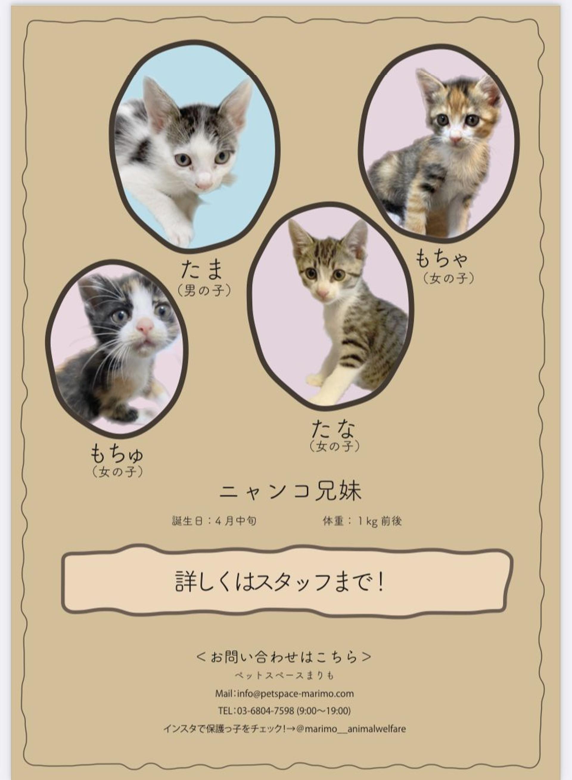 pet-image-3