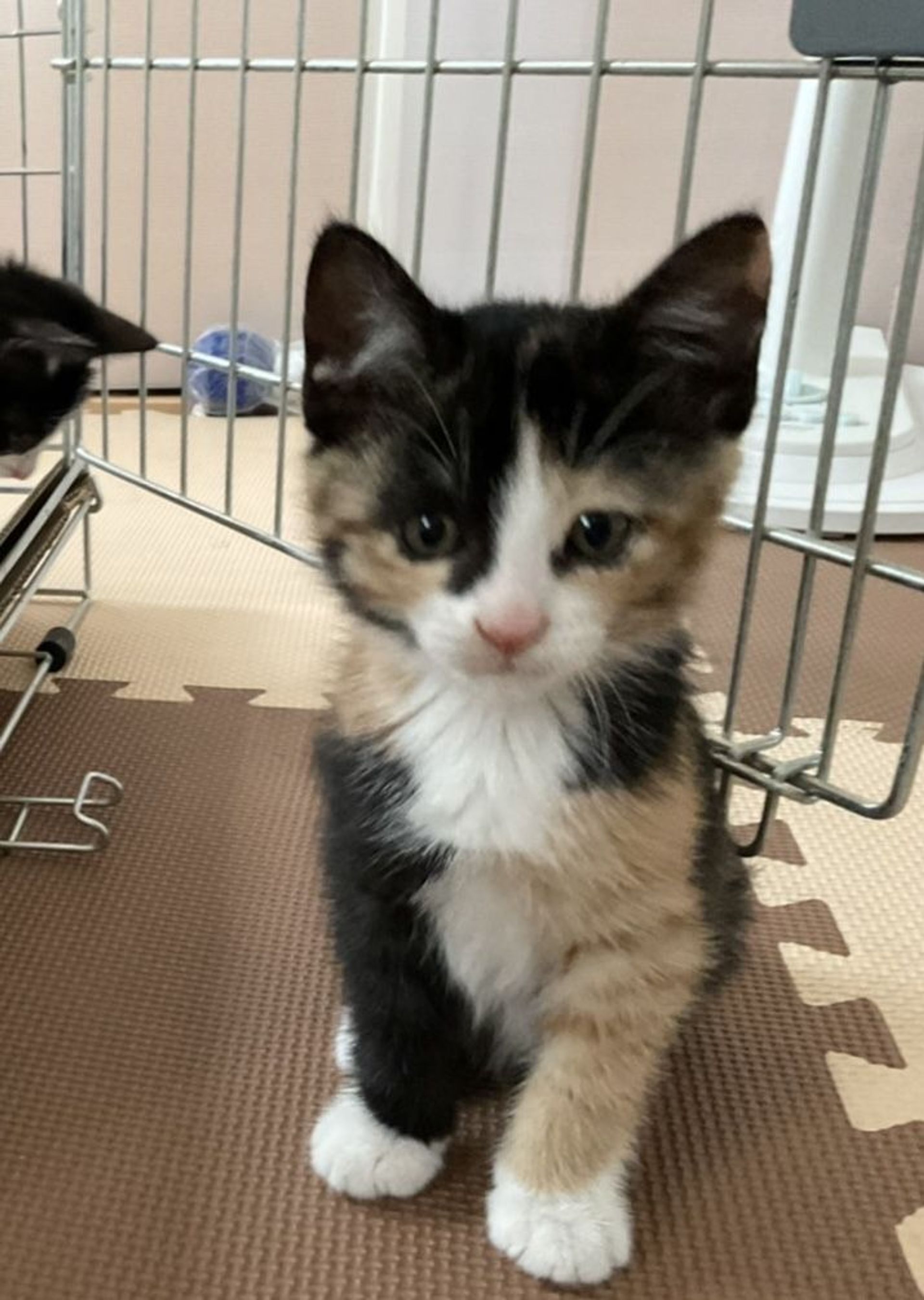 雑種（ミックス猫）・メスの里親募集の写真