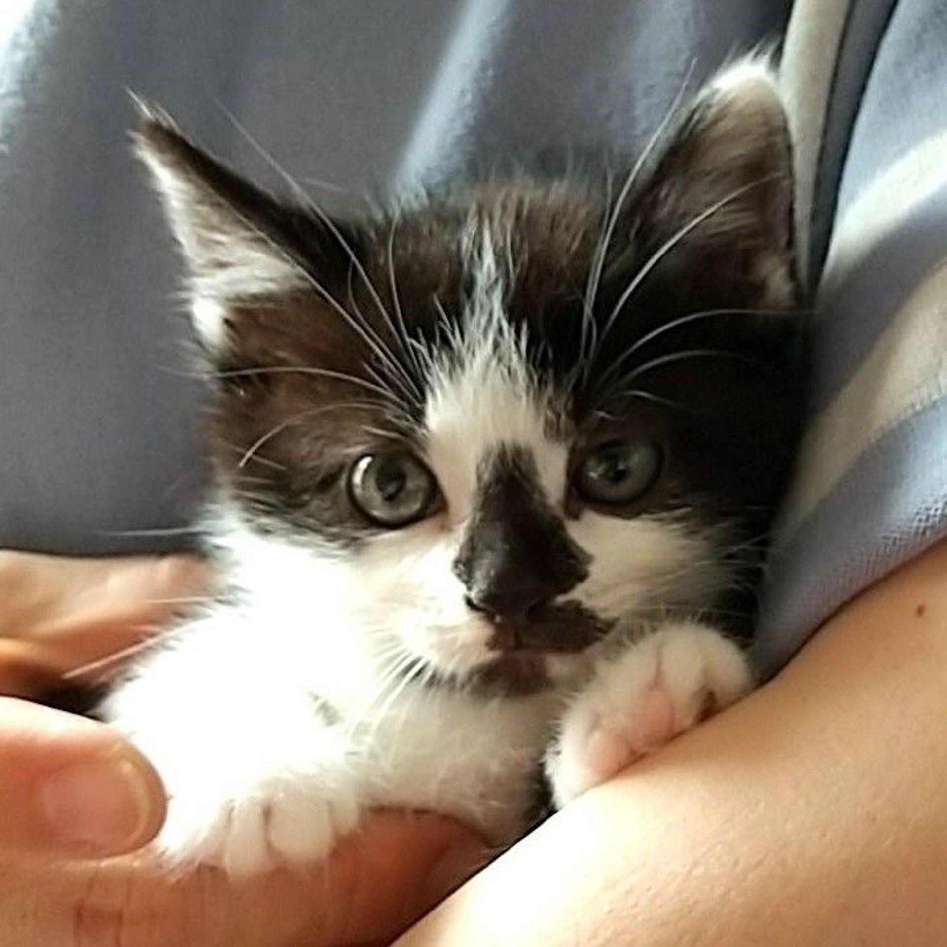 雑種（ミックス猫）・オスの里親募集の写真
