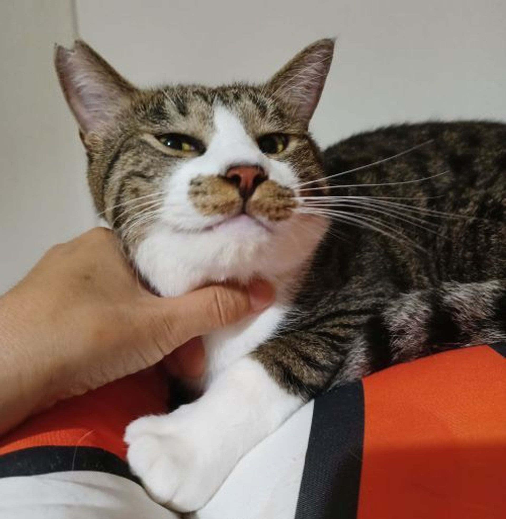 雑種（ミックス猫）・オスの里親募集の写真