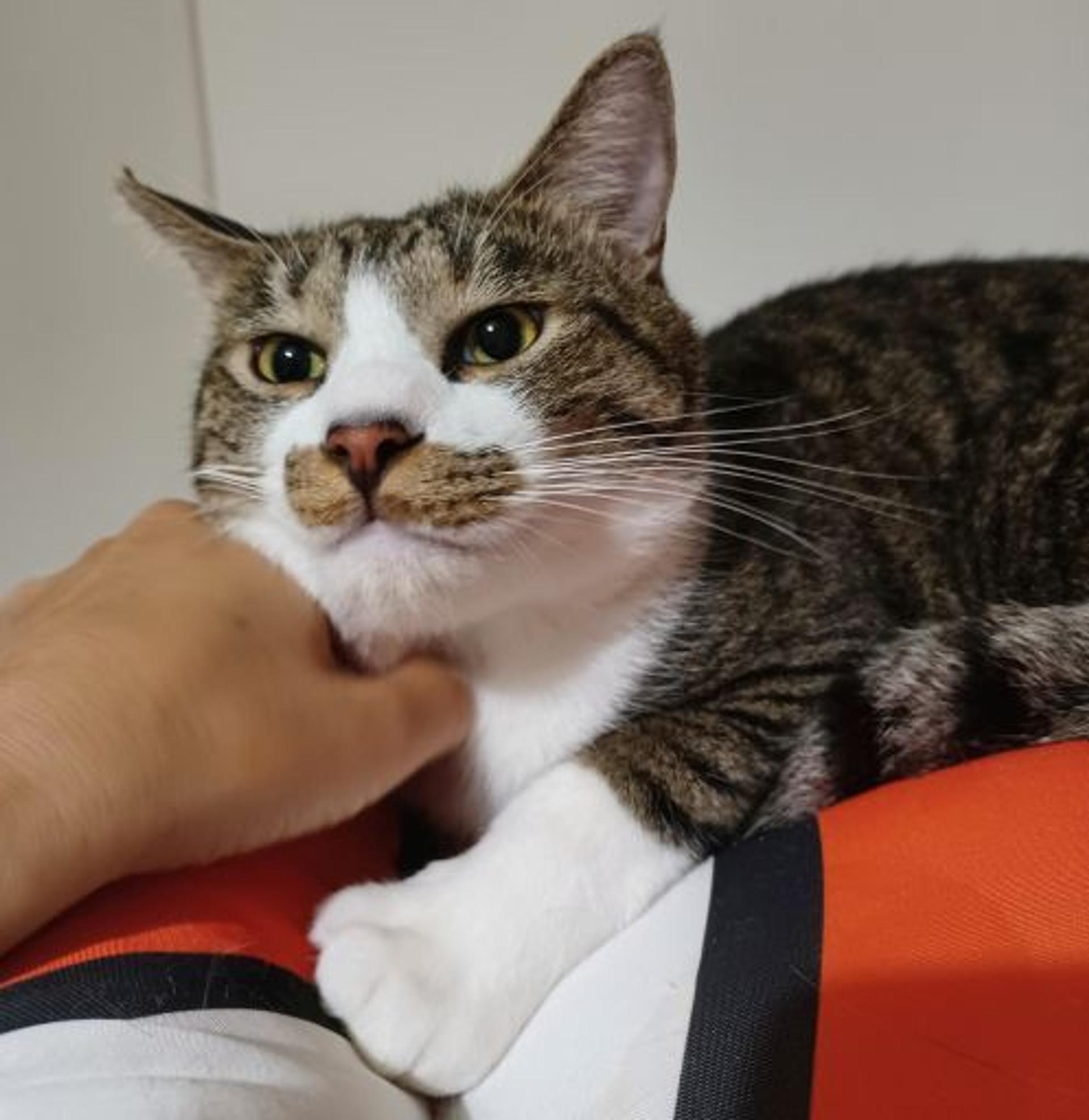 pet-image-2