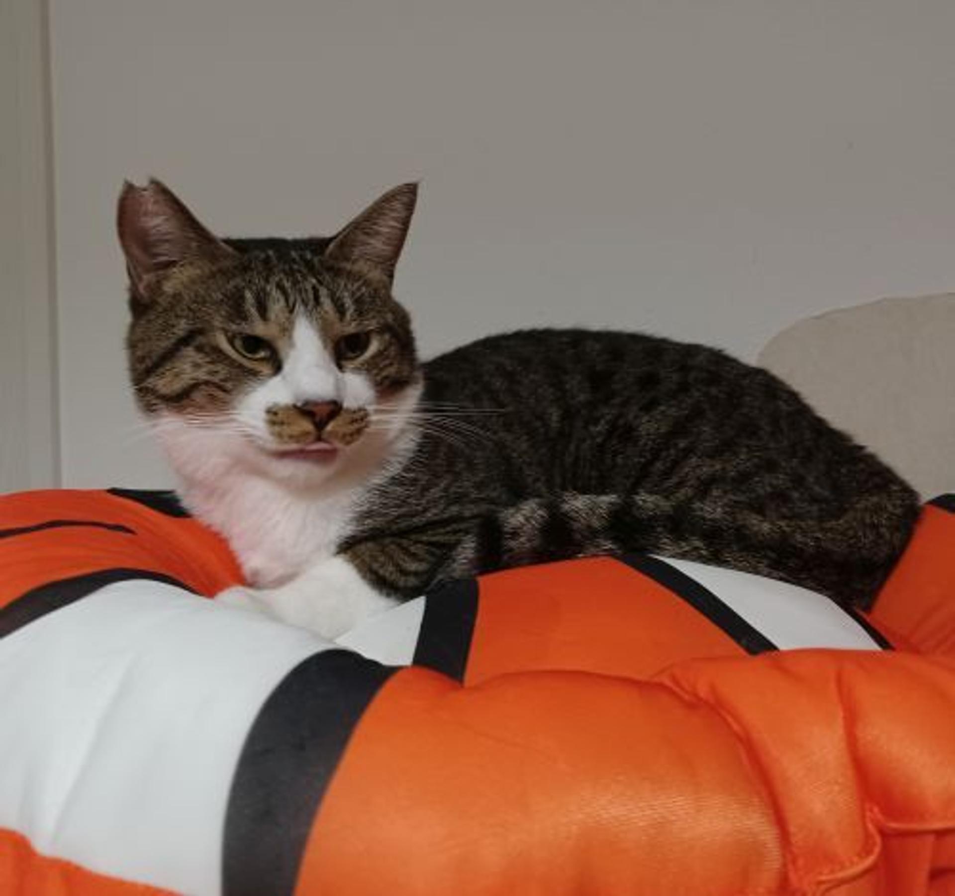 pet-image-3