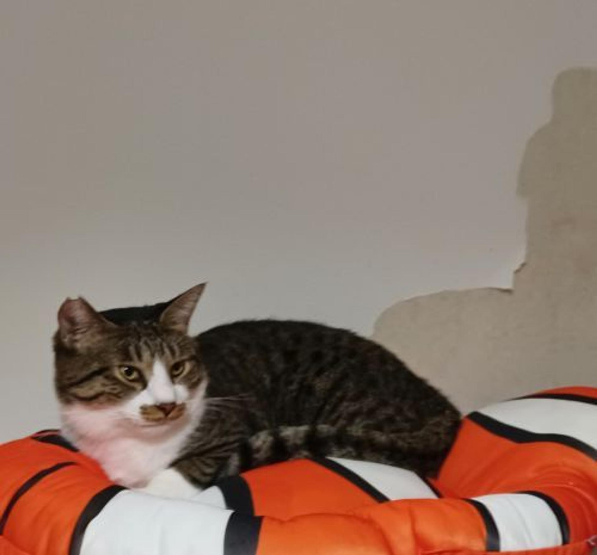 pet-image-4
