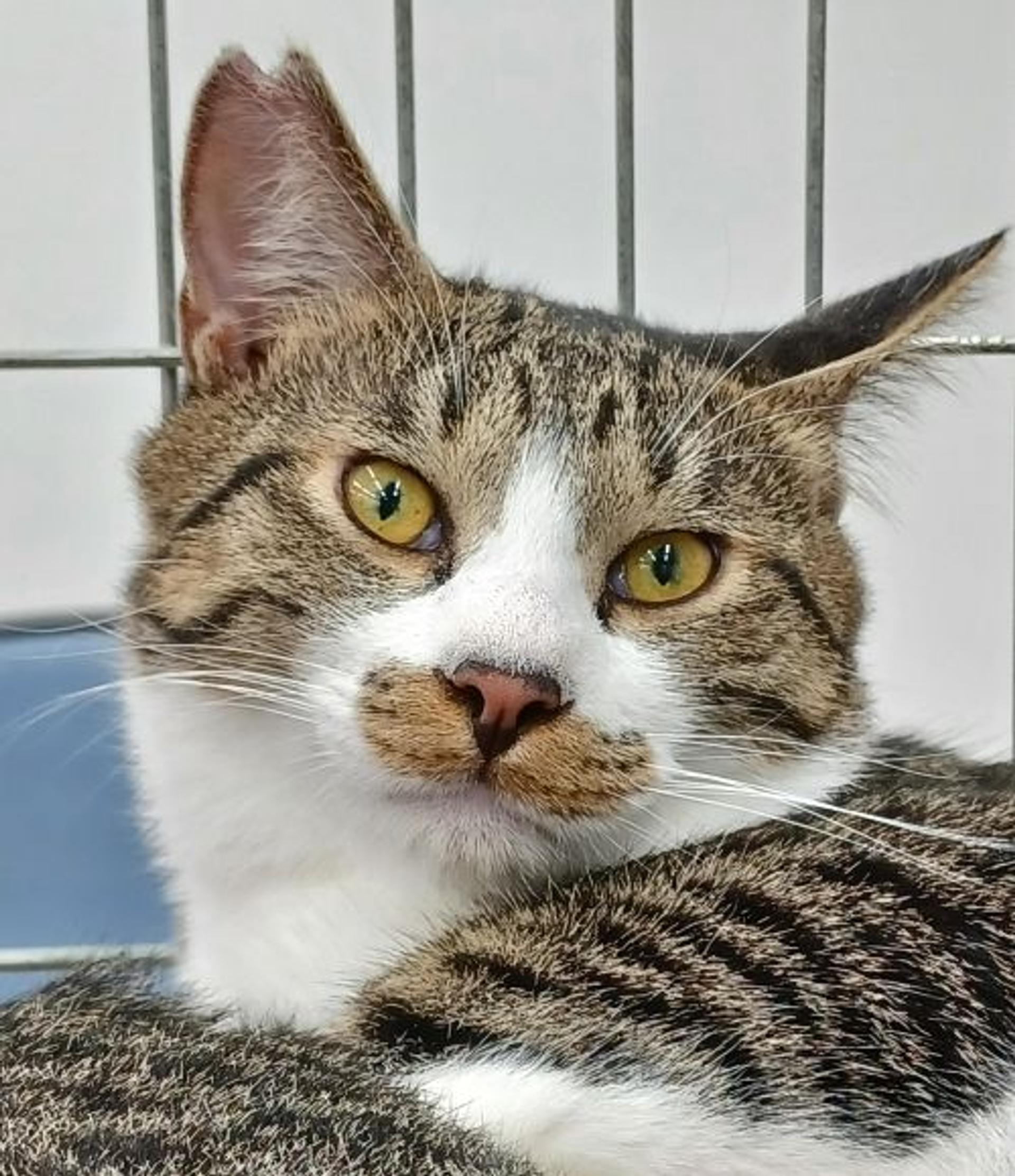 pet-image-5