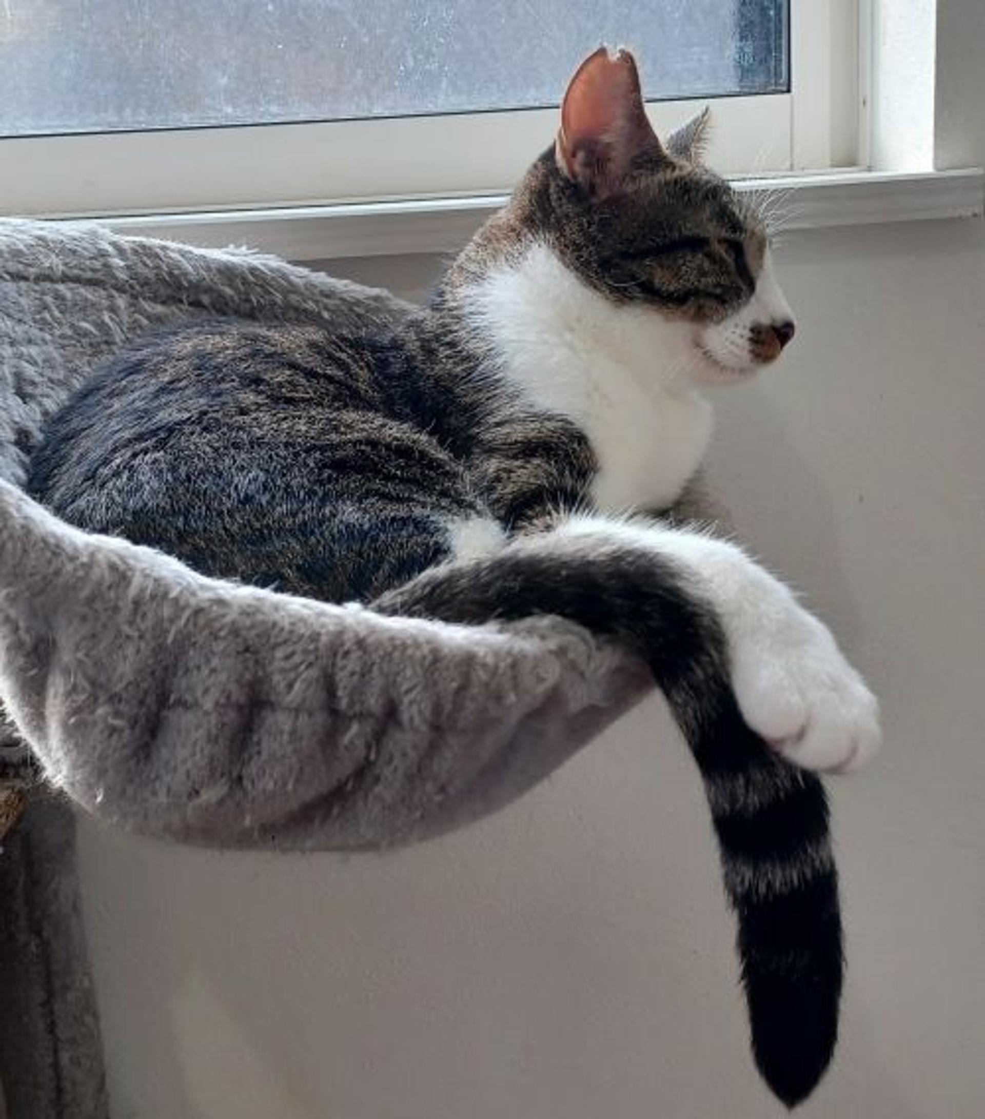 pet-image-6