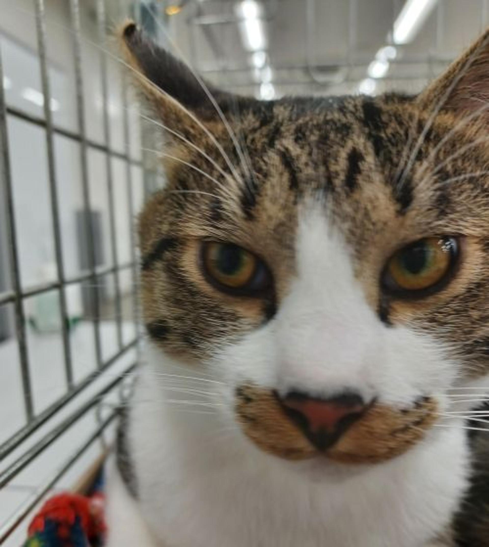 pet-image-7