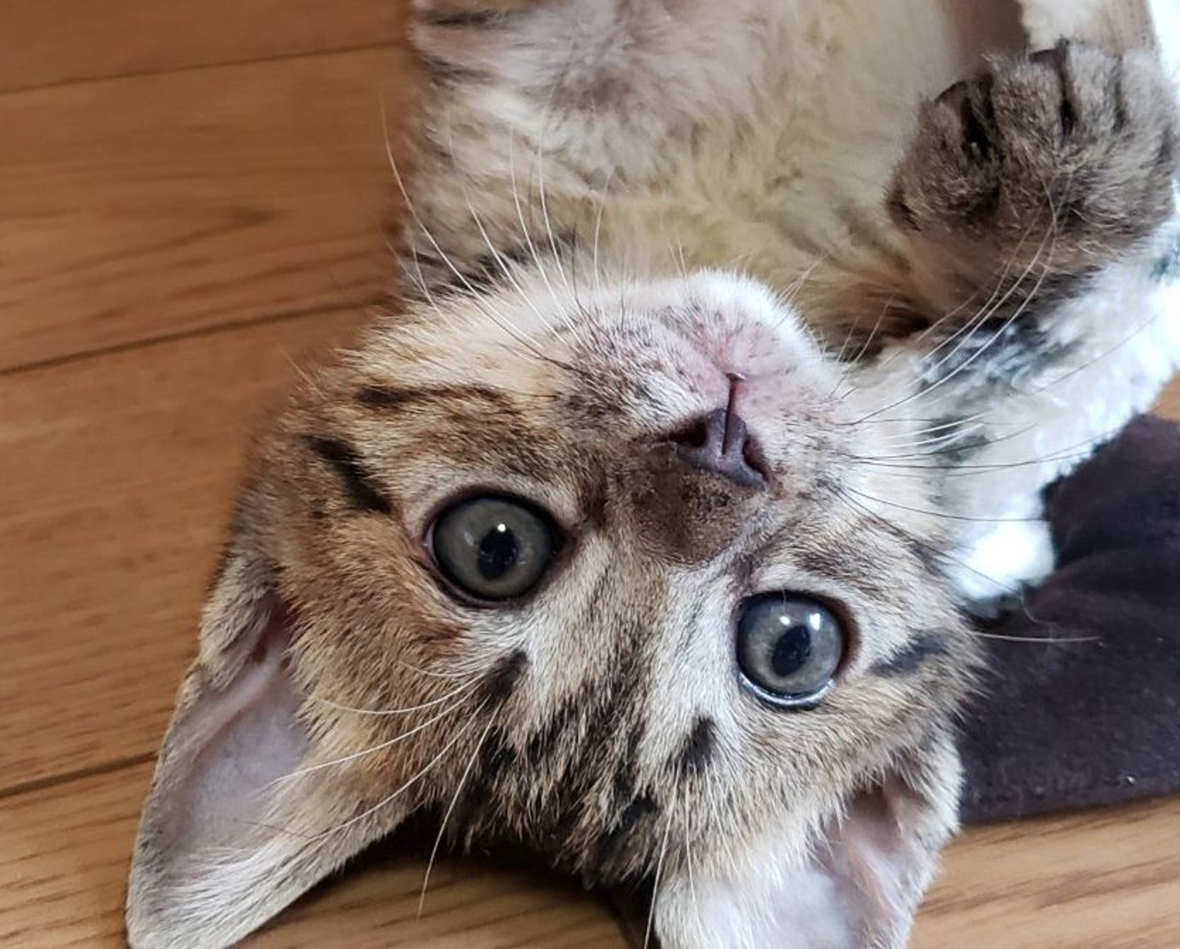 きじねこ 好奇心旺盛ポジティブ❤️キジトラ男子 | 雑種（ミックス猫