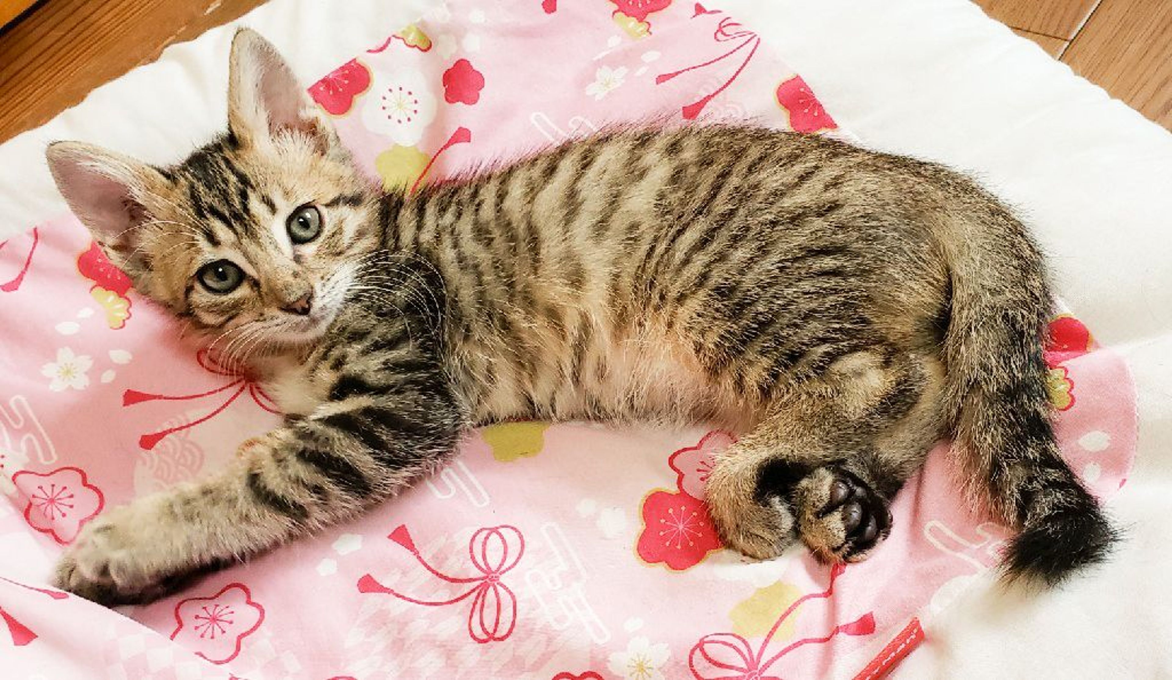 きじねこ 好奇心旺盛ポジティブ❤️キジトラ男子 | 雑種（ミックス猫