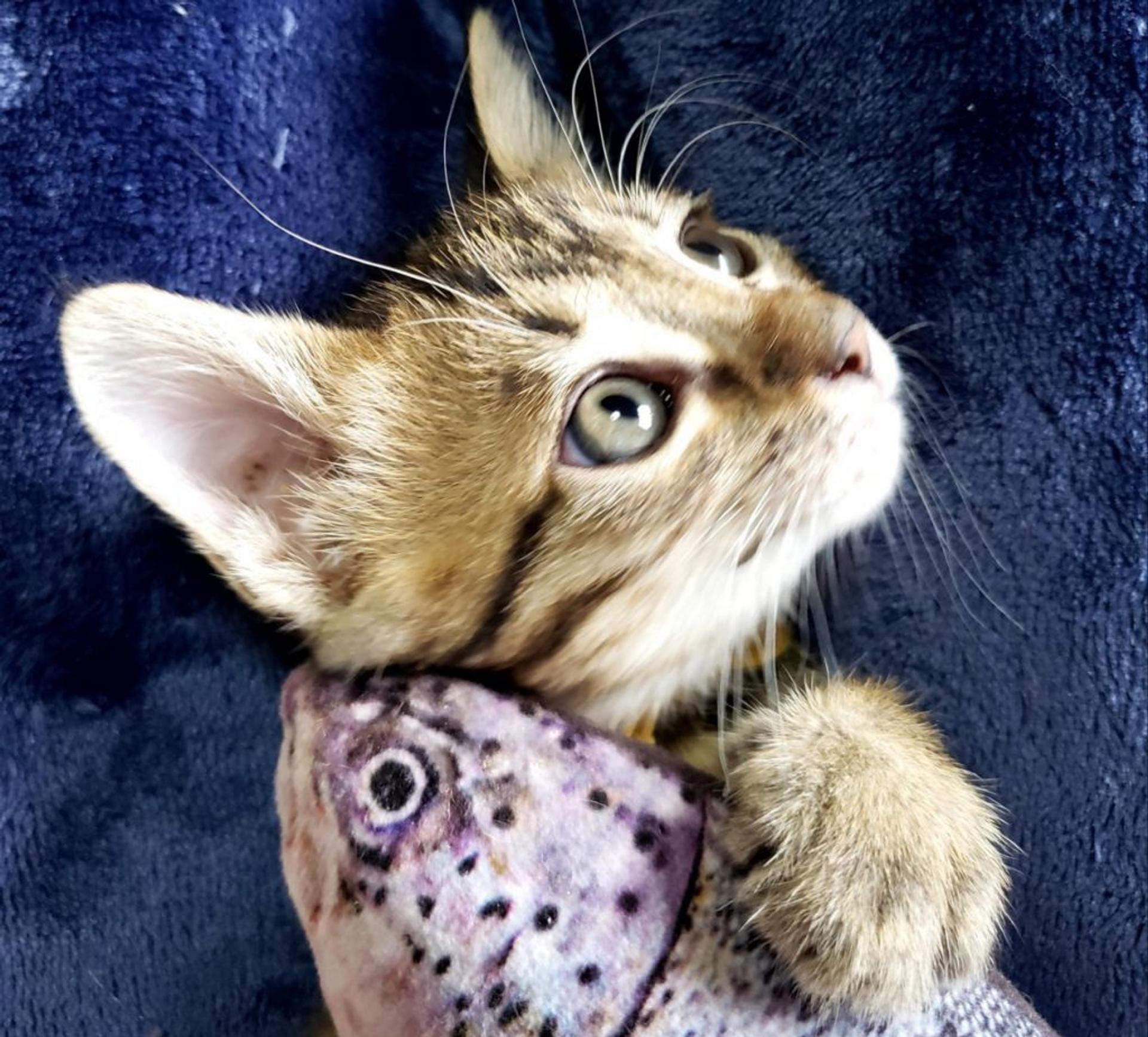 pet-image-5