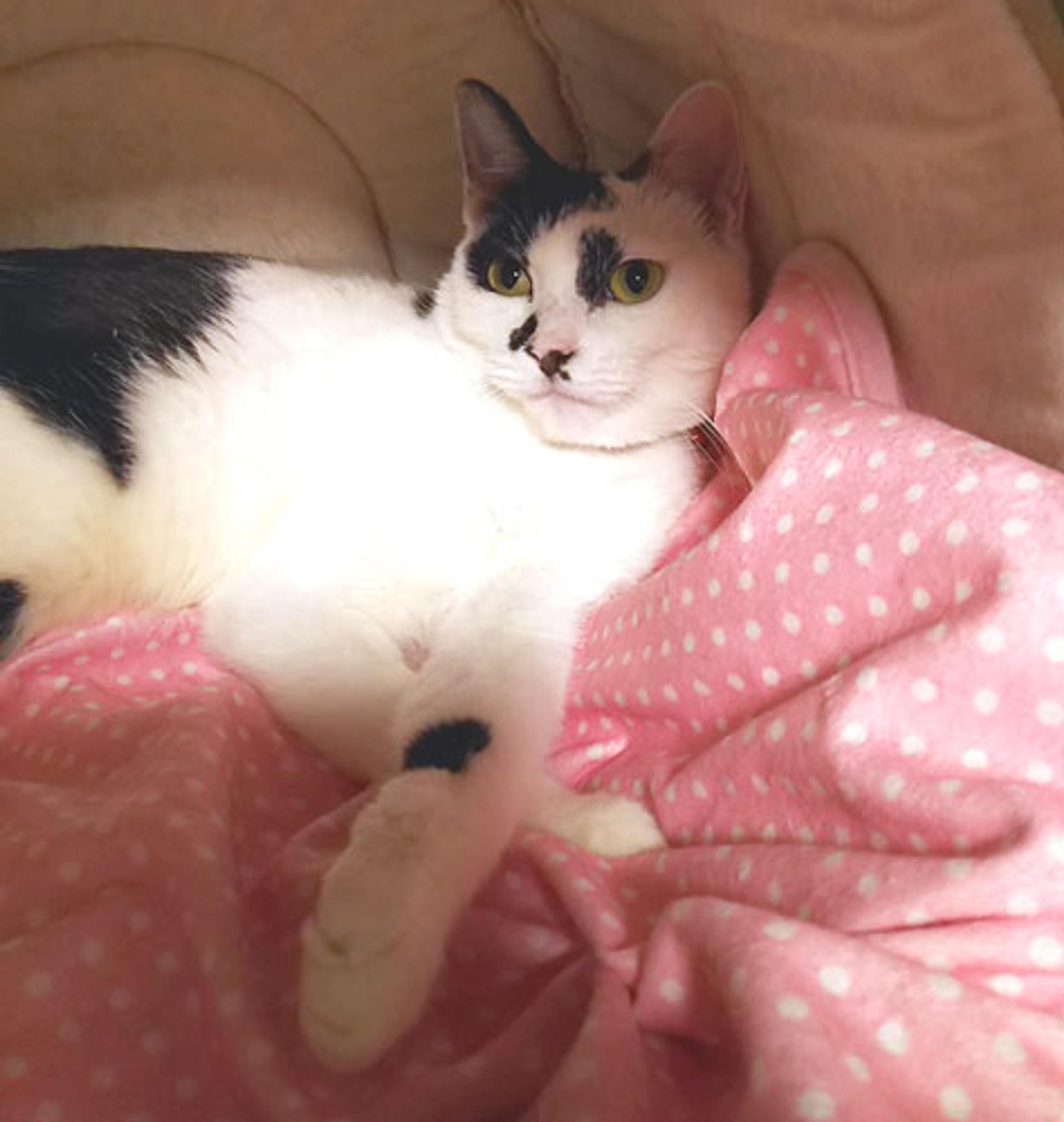pet-image-2