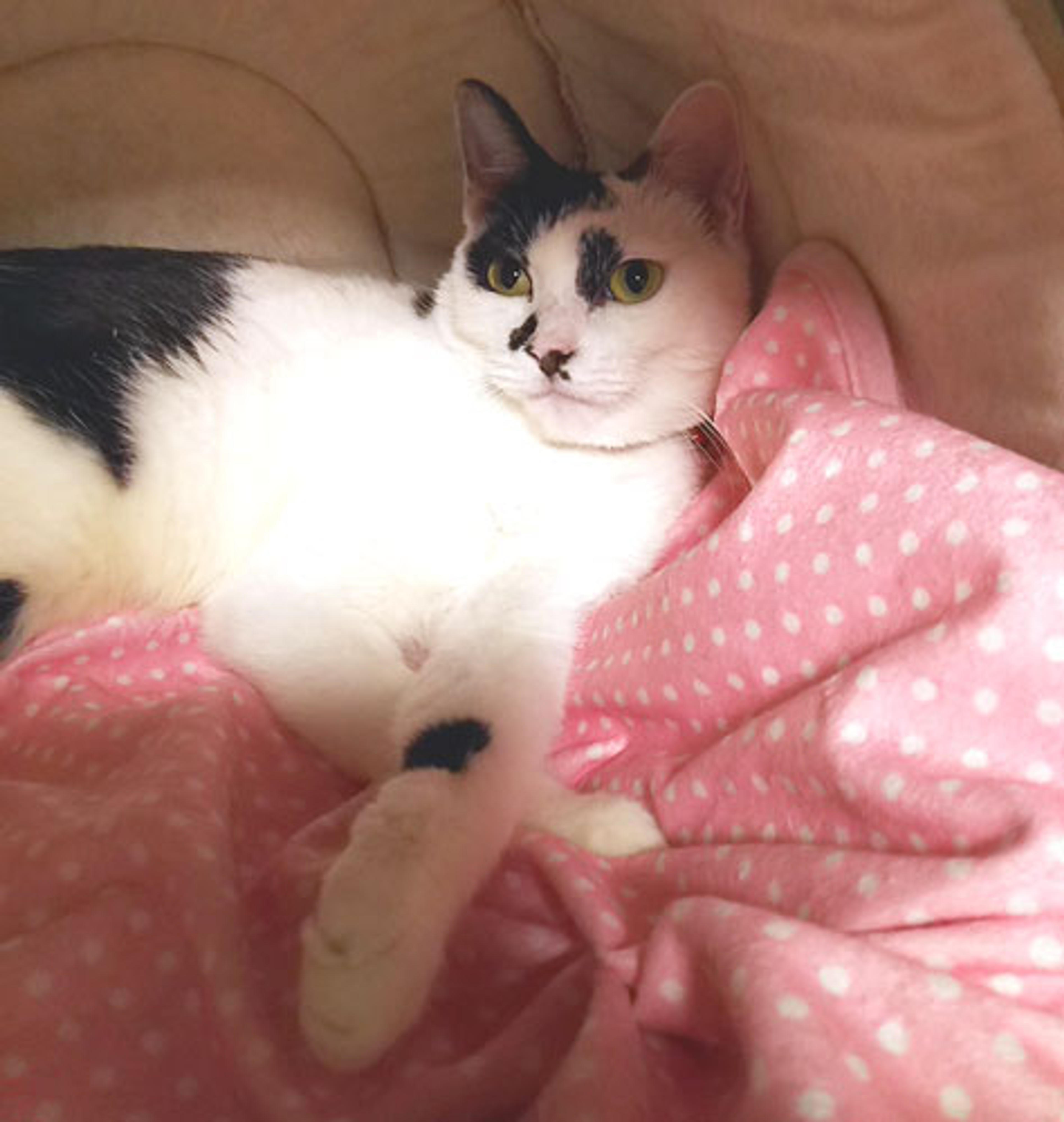 pet-image-2