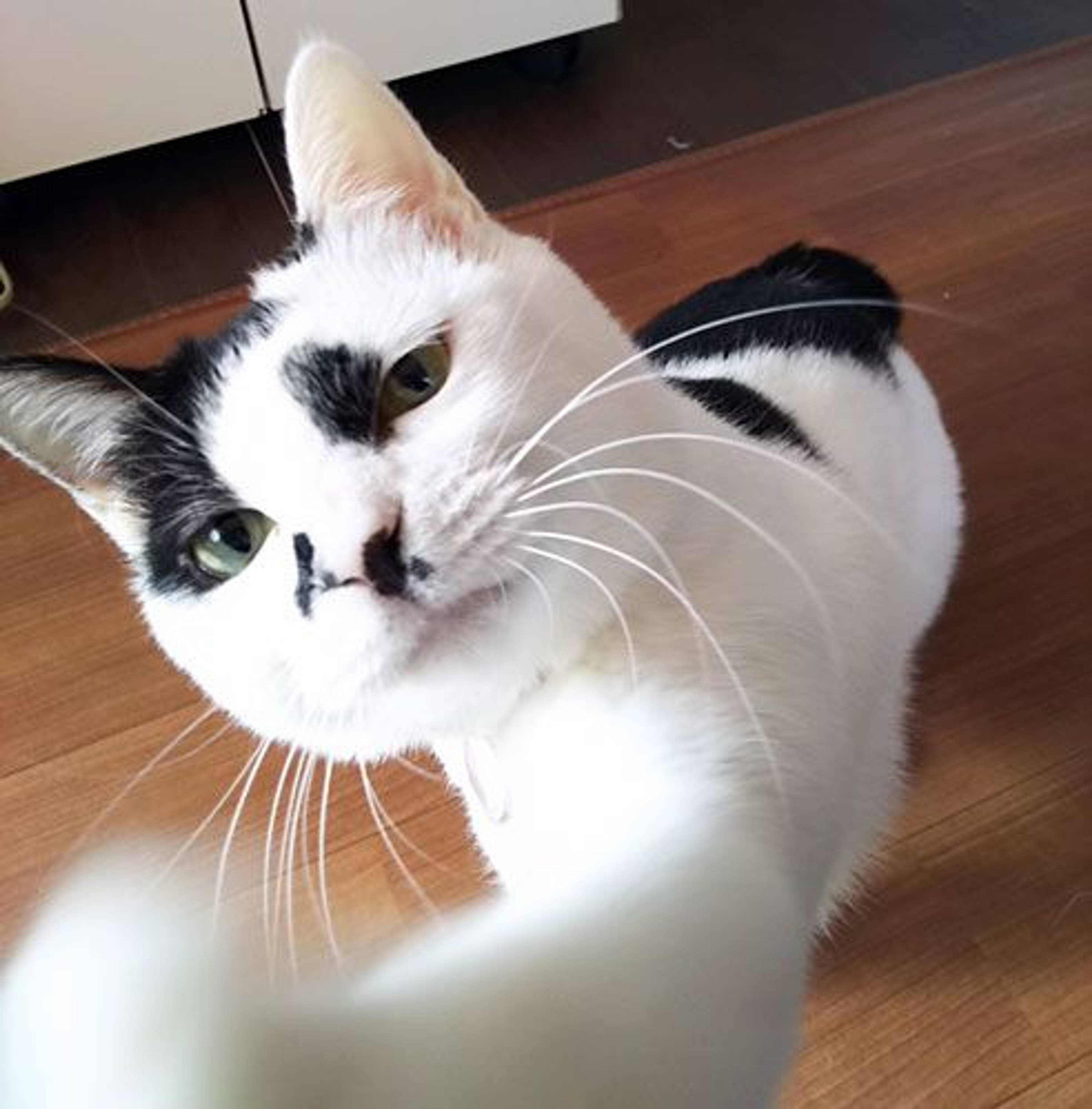 雑種（ミックス猫）・メスの里親募集の写真