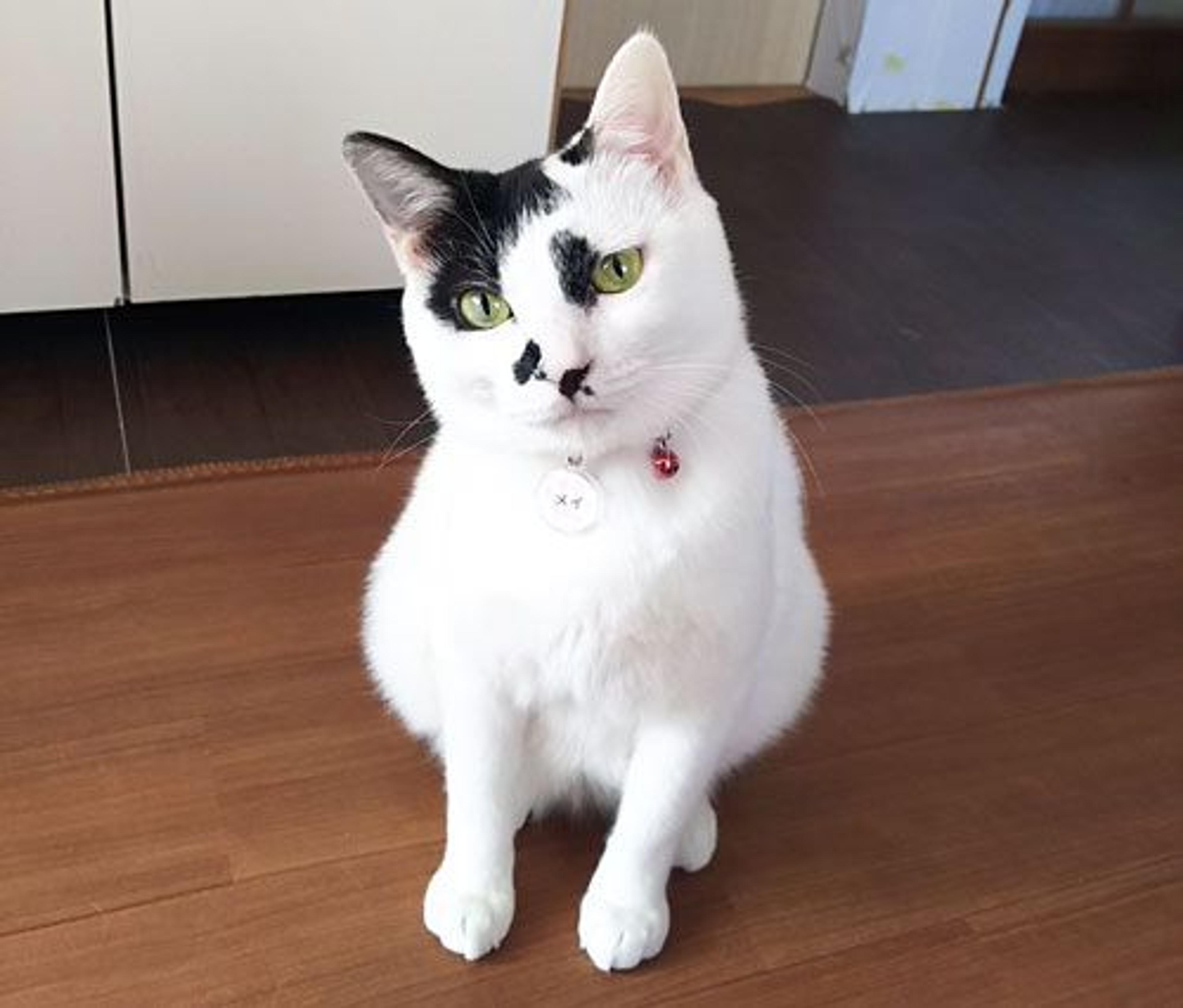 pet-image-3