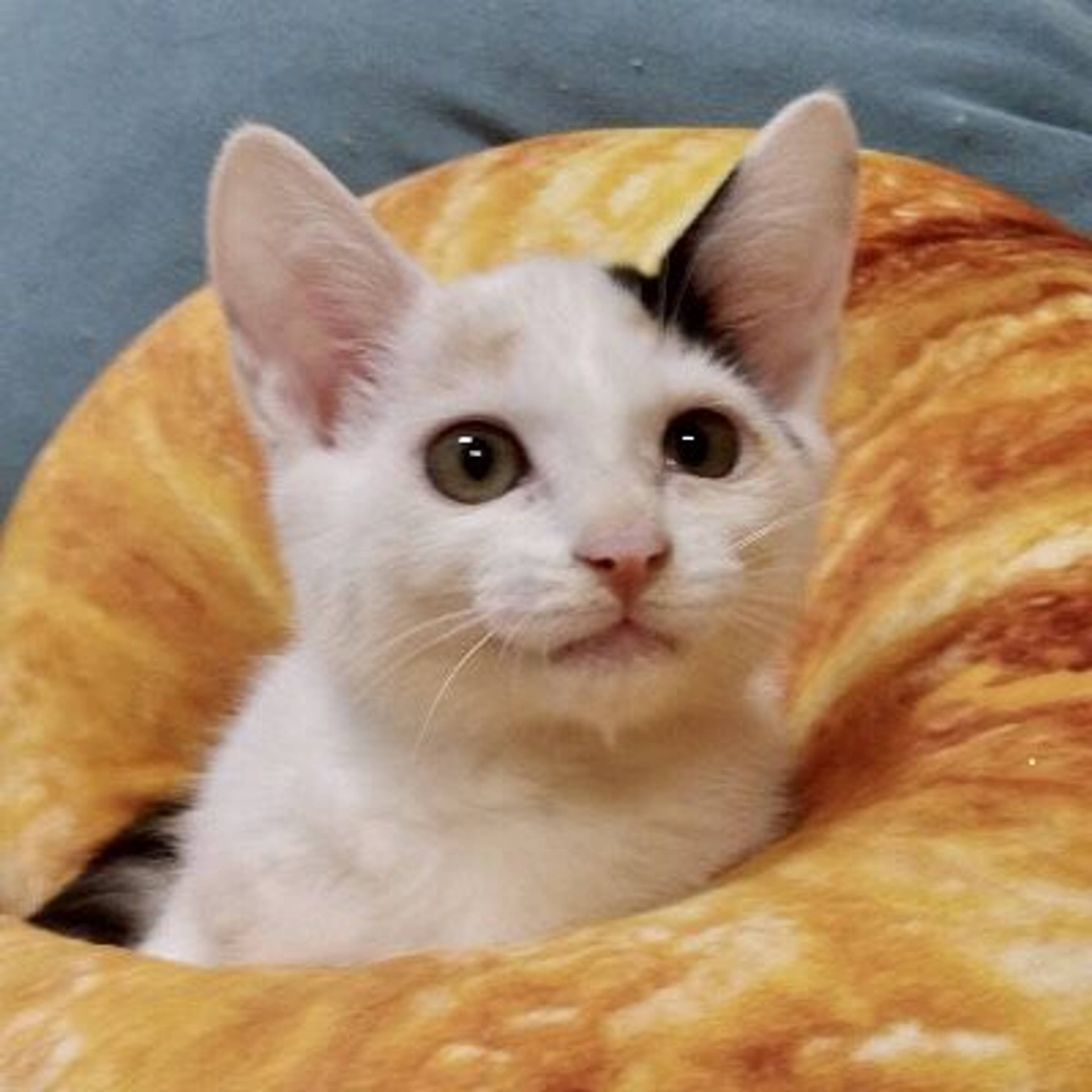 雑種（ミックス猫）・メスの里親募集の写真