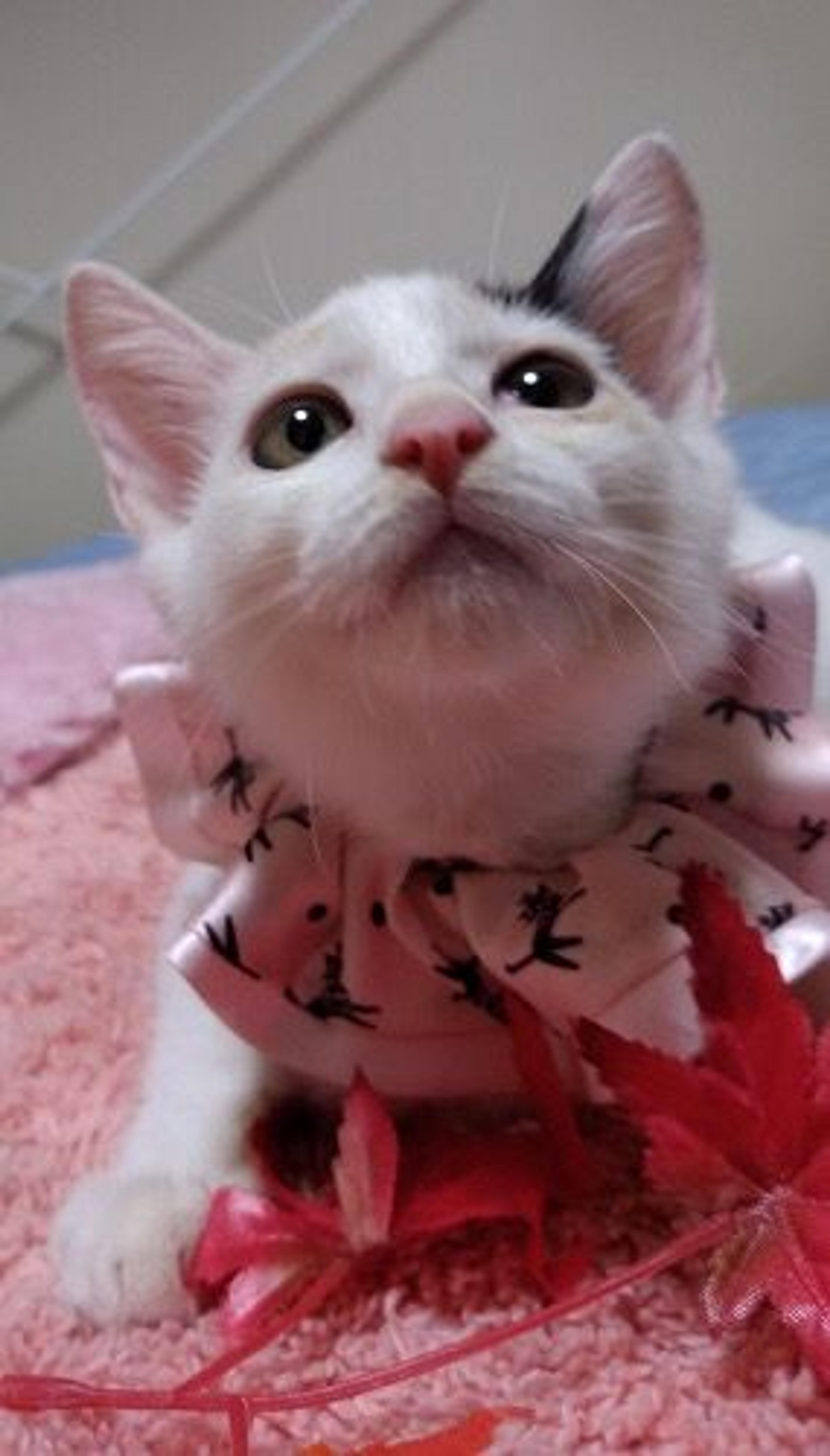 pet-image-2