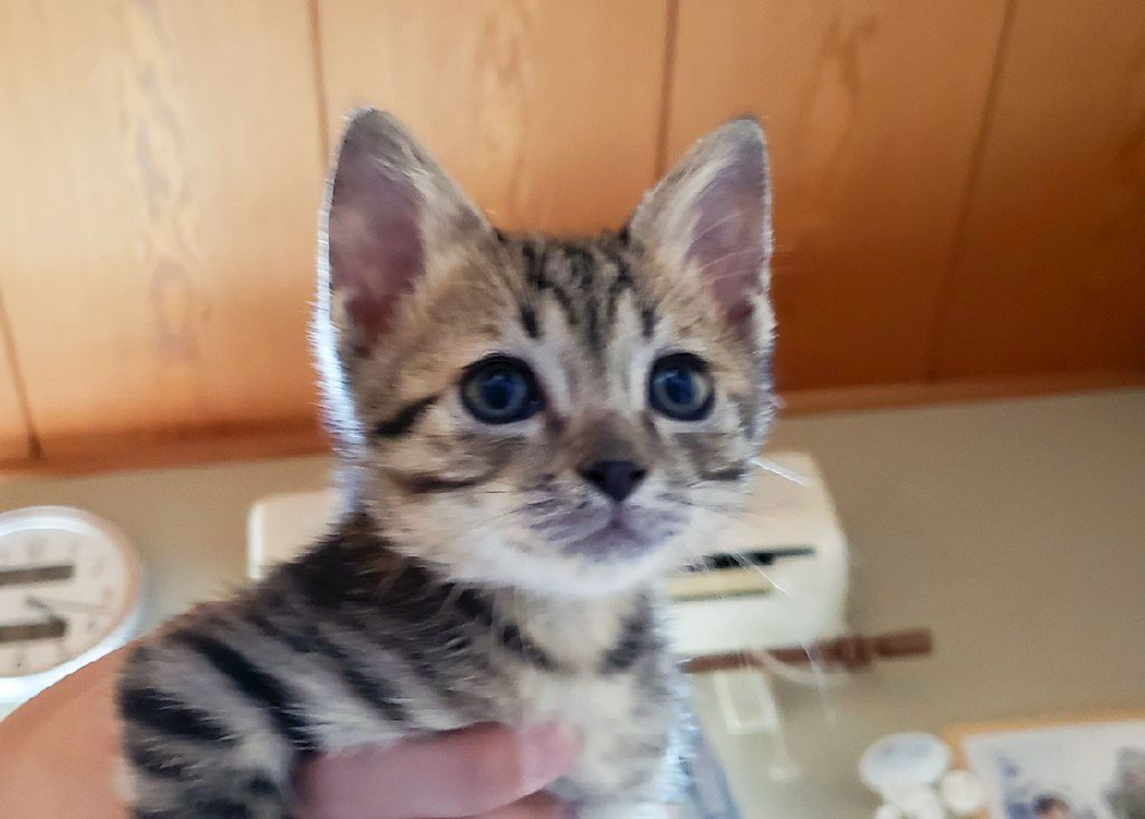 雑種（ミックス猫）・オスの里親募集の写真
