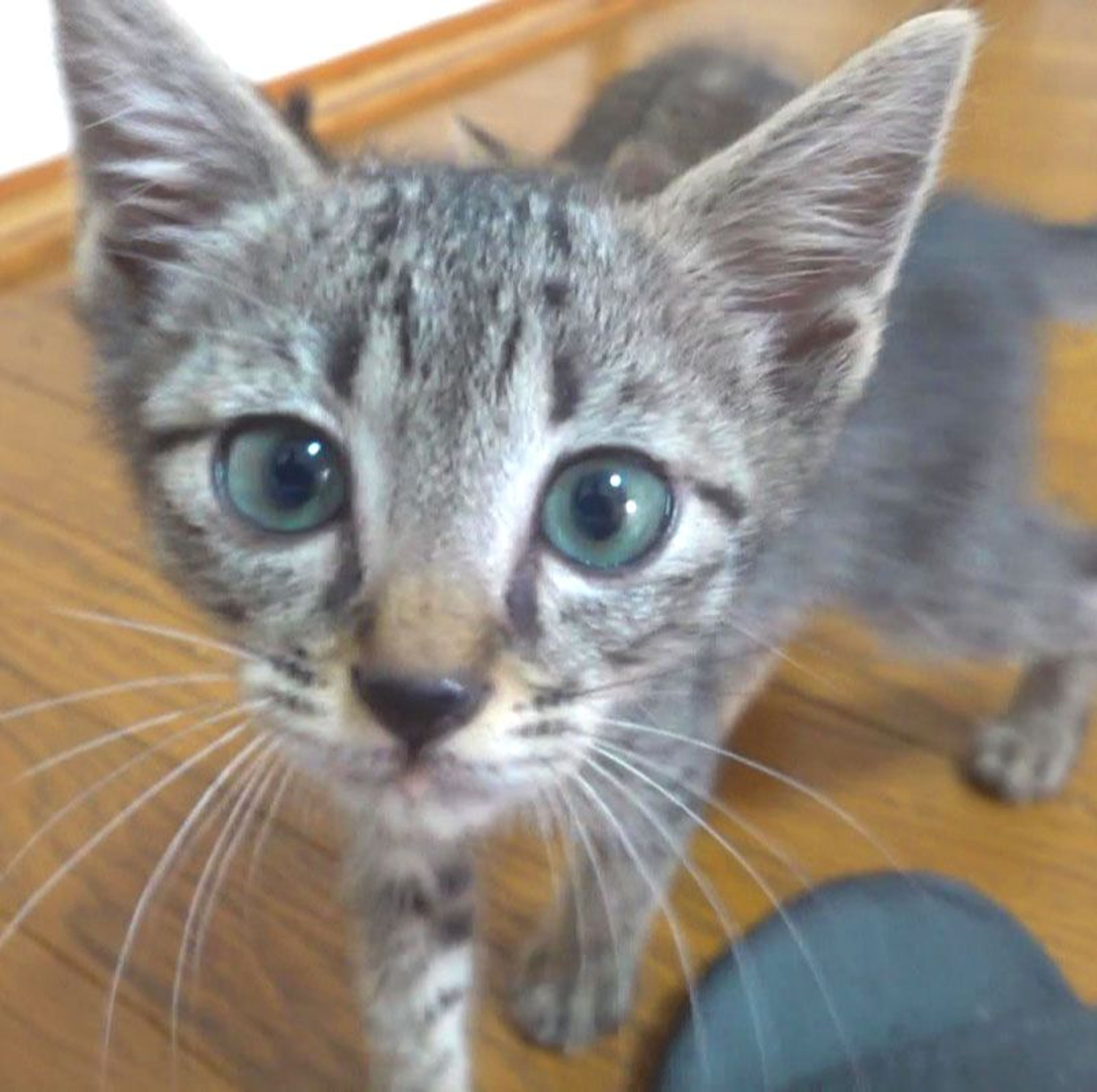 雑種（ミックス猫）・オスの里親募集の写真