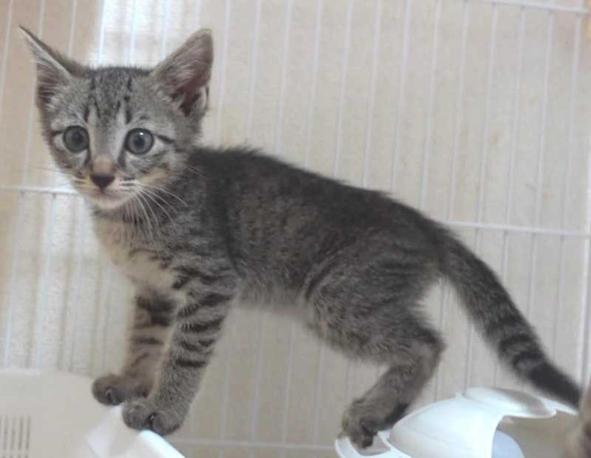 pet-image-3