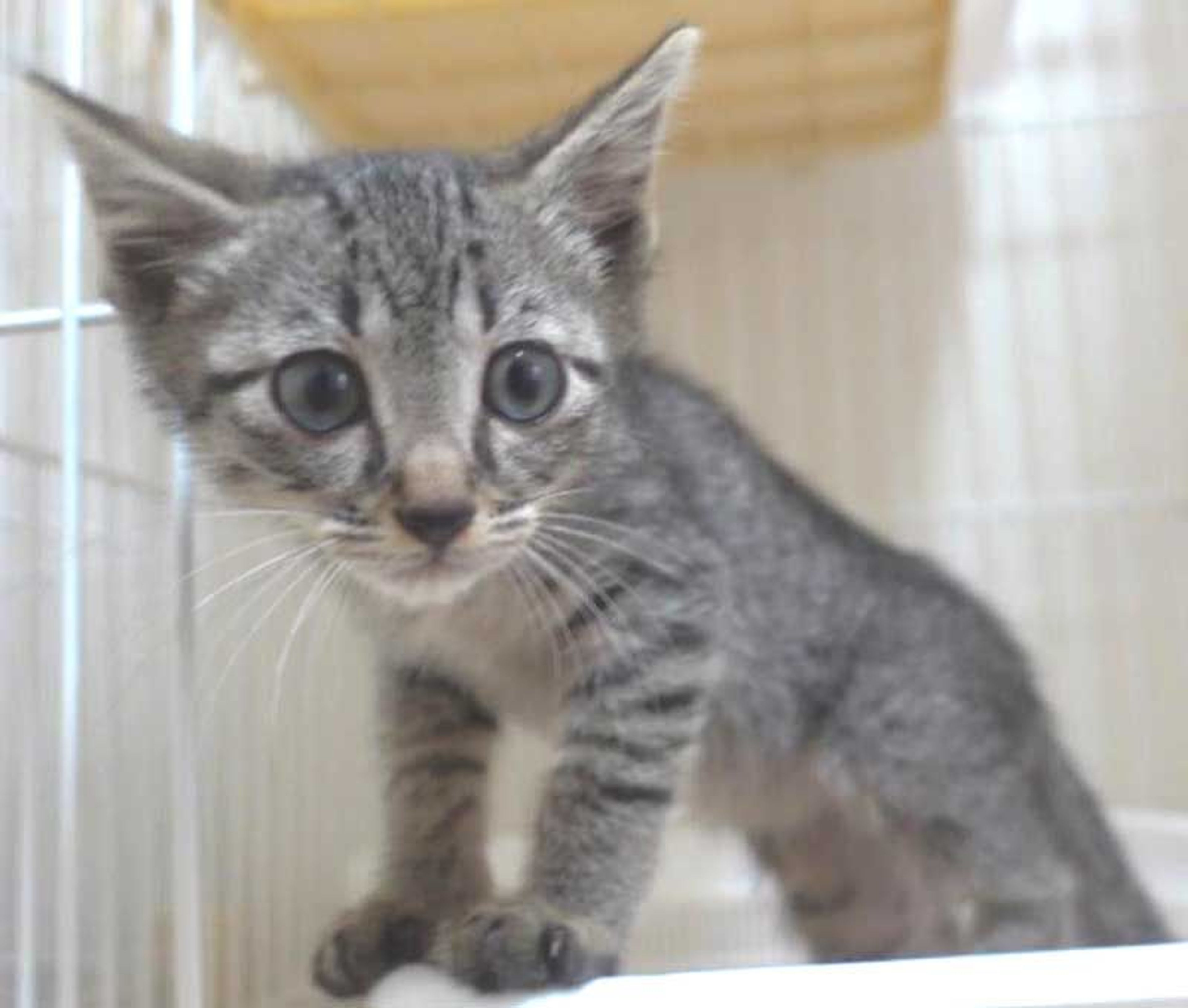 pet-image-4