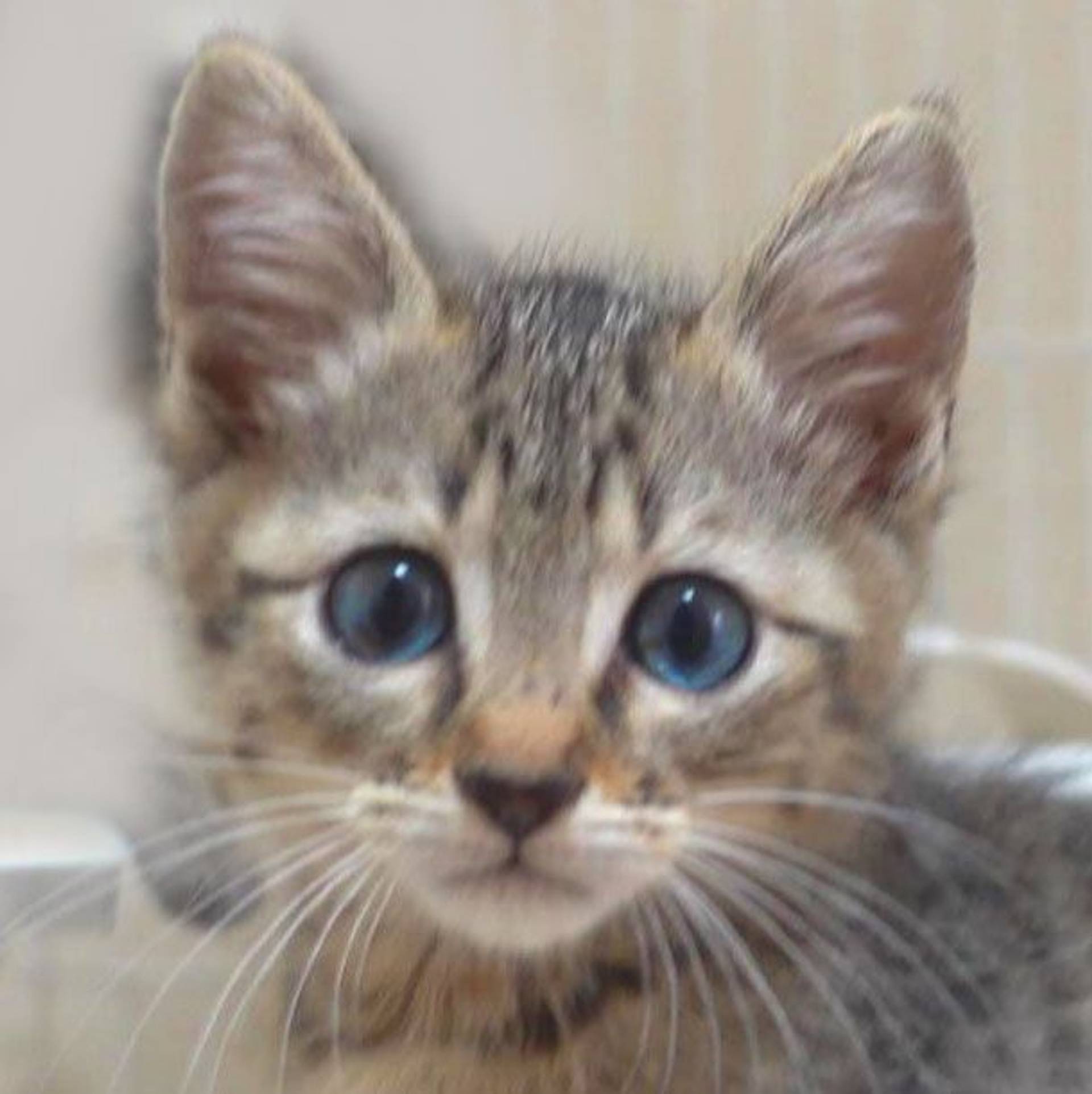 雑種（ミックス猫）・メスの里親募集の写真