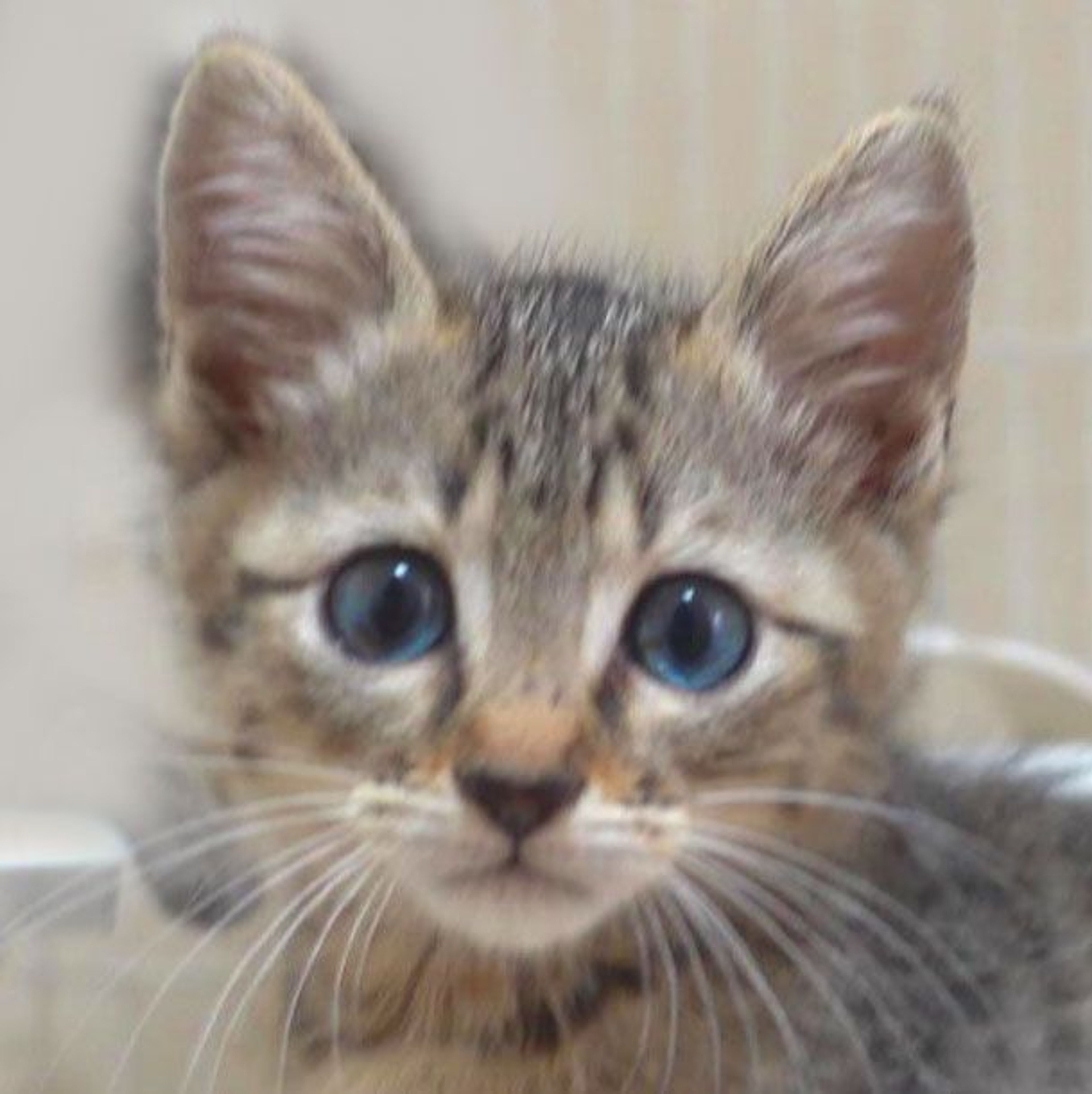 雑種（ミックス猫）・メスの里親募集の写真