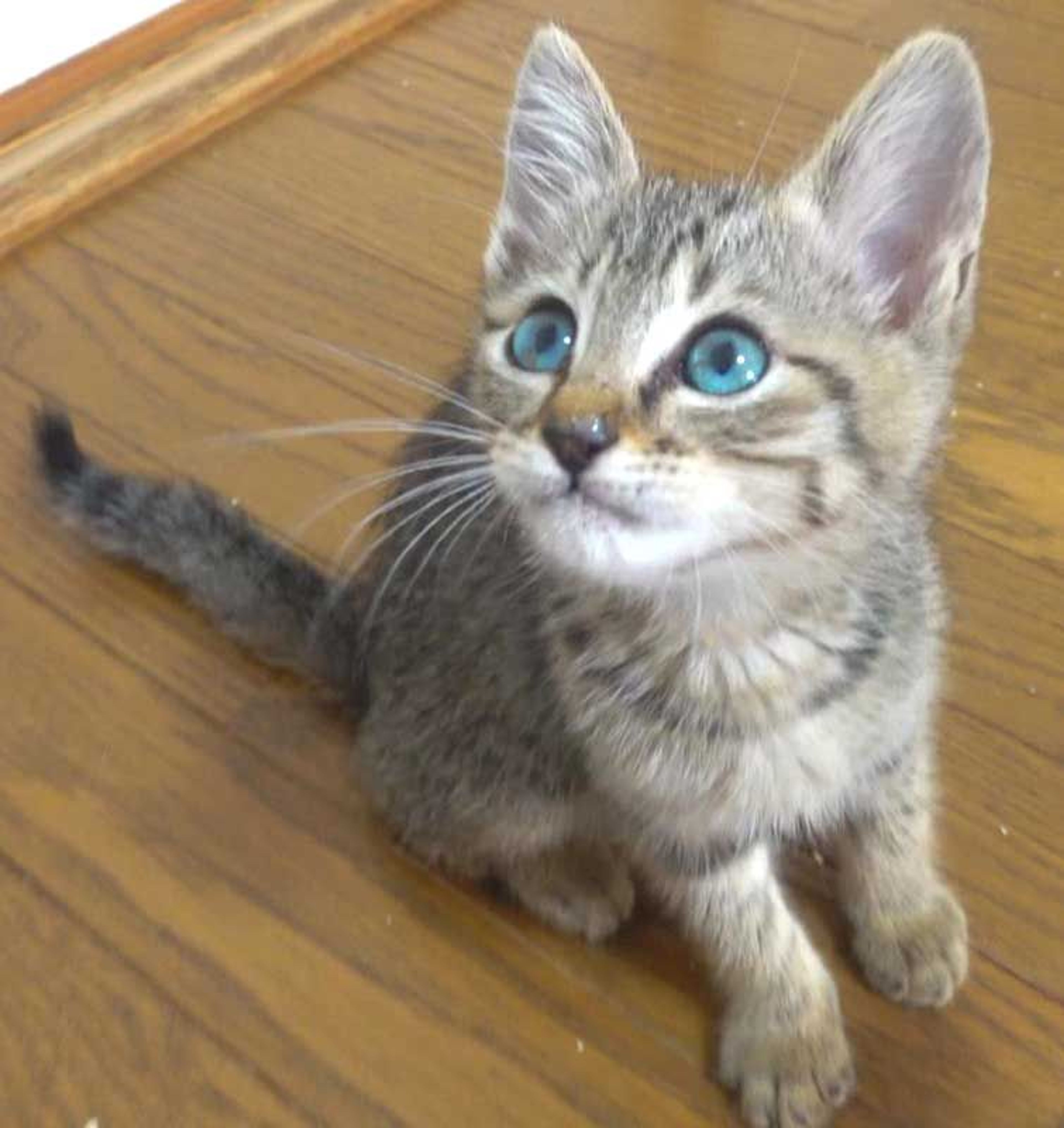 pet-image-2