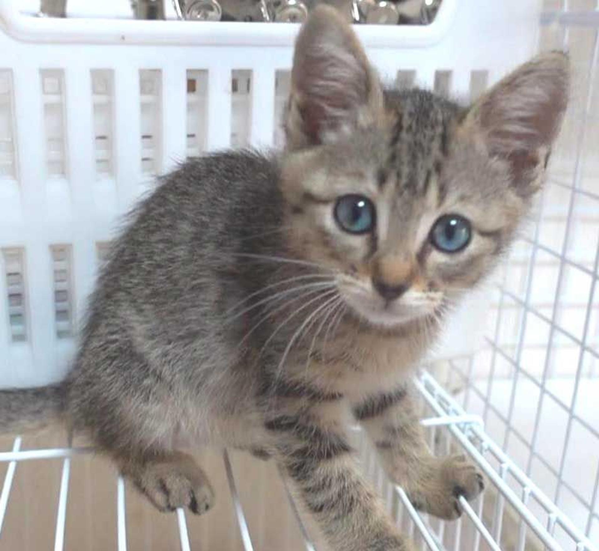 pet-image-4