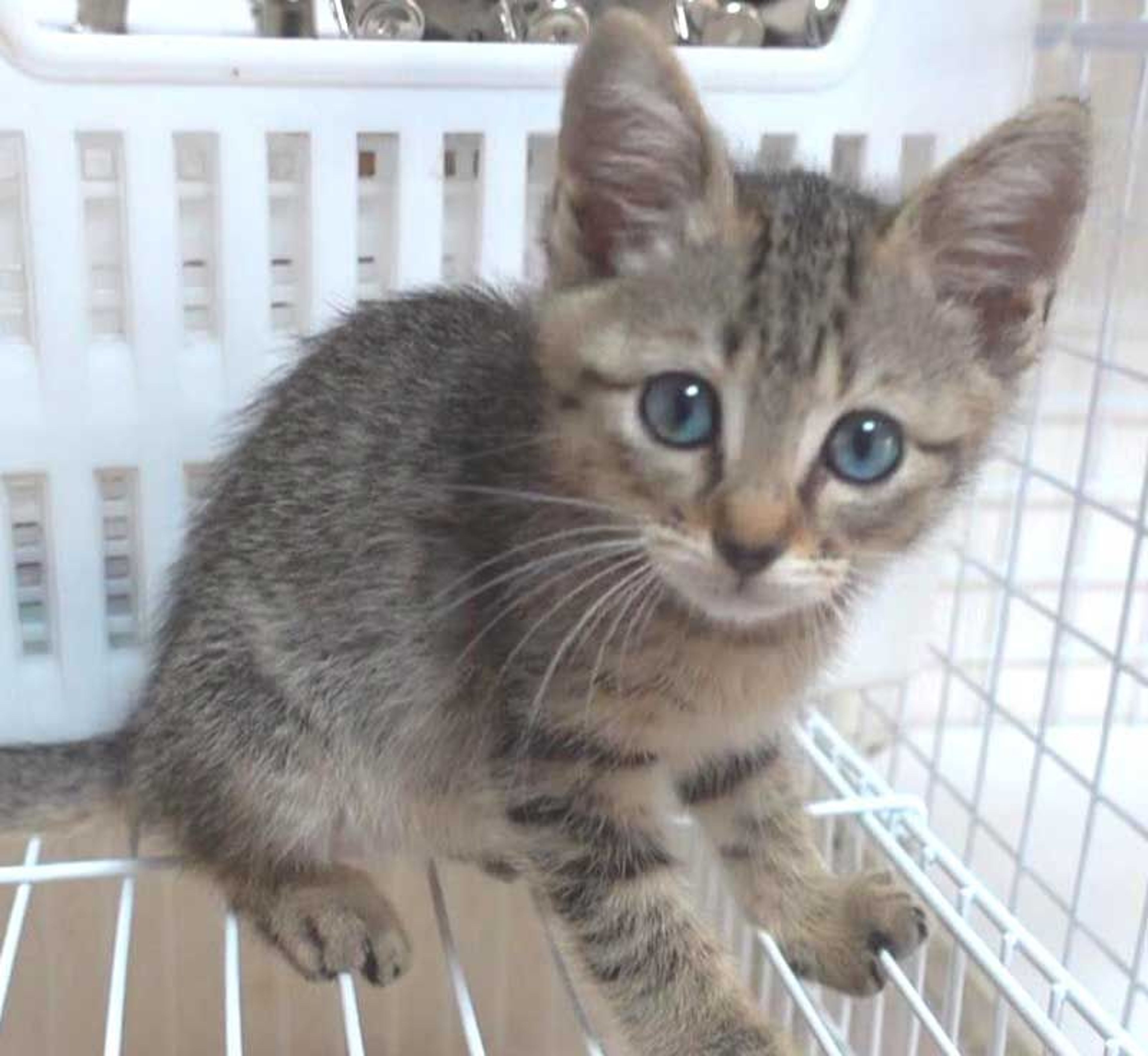 pet-image-4