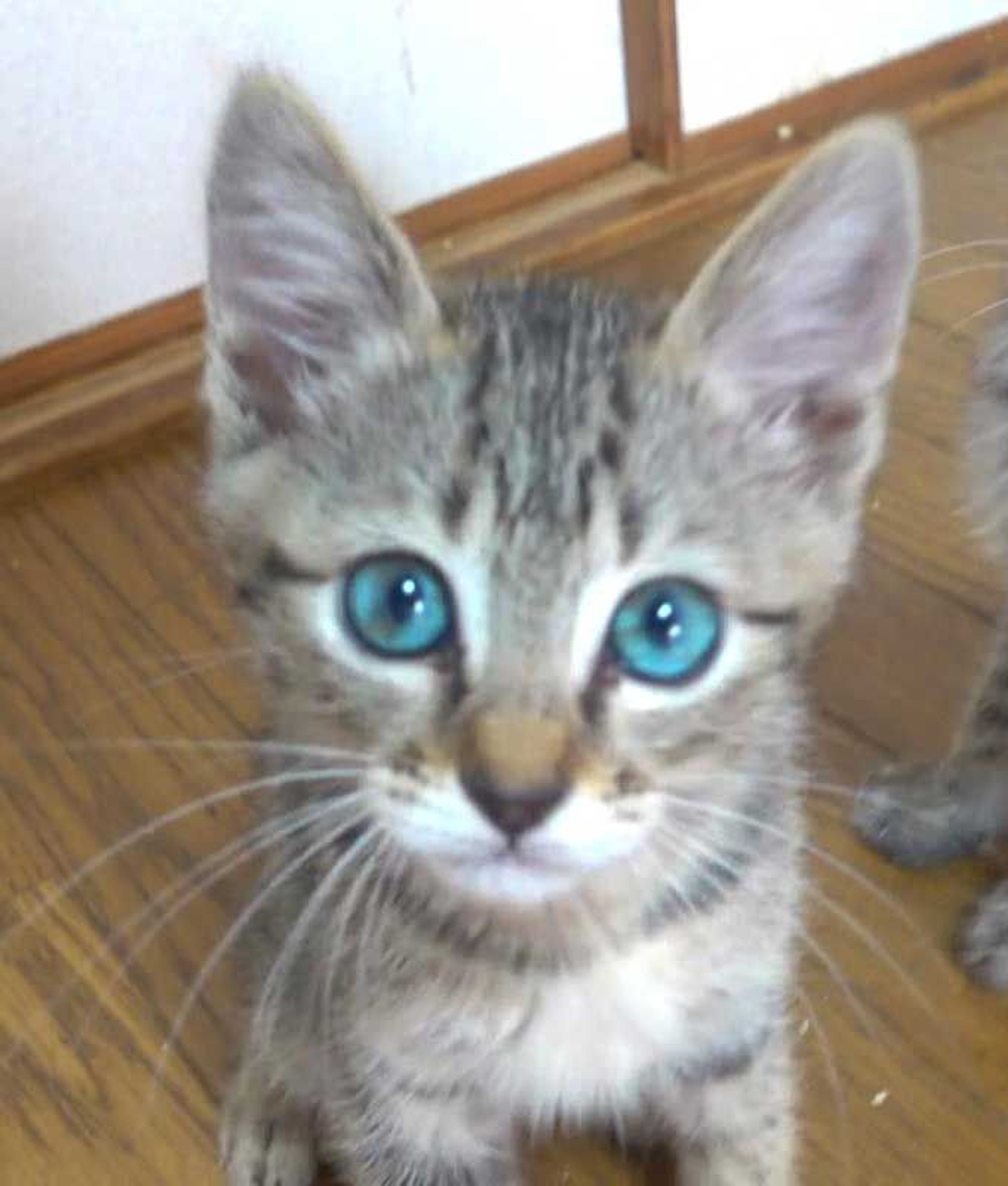 pet-image-5