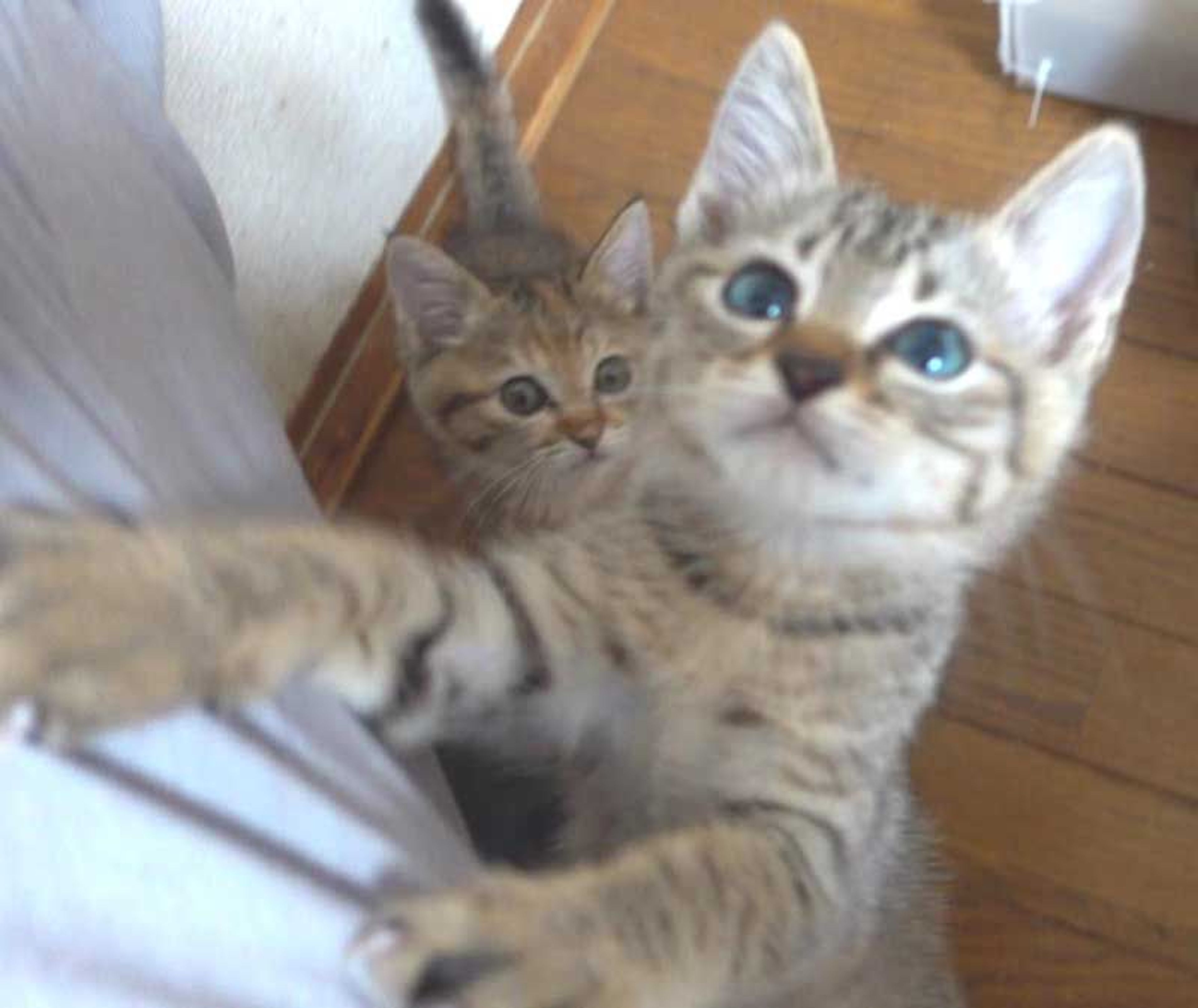 pet-image-6