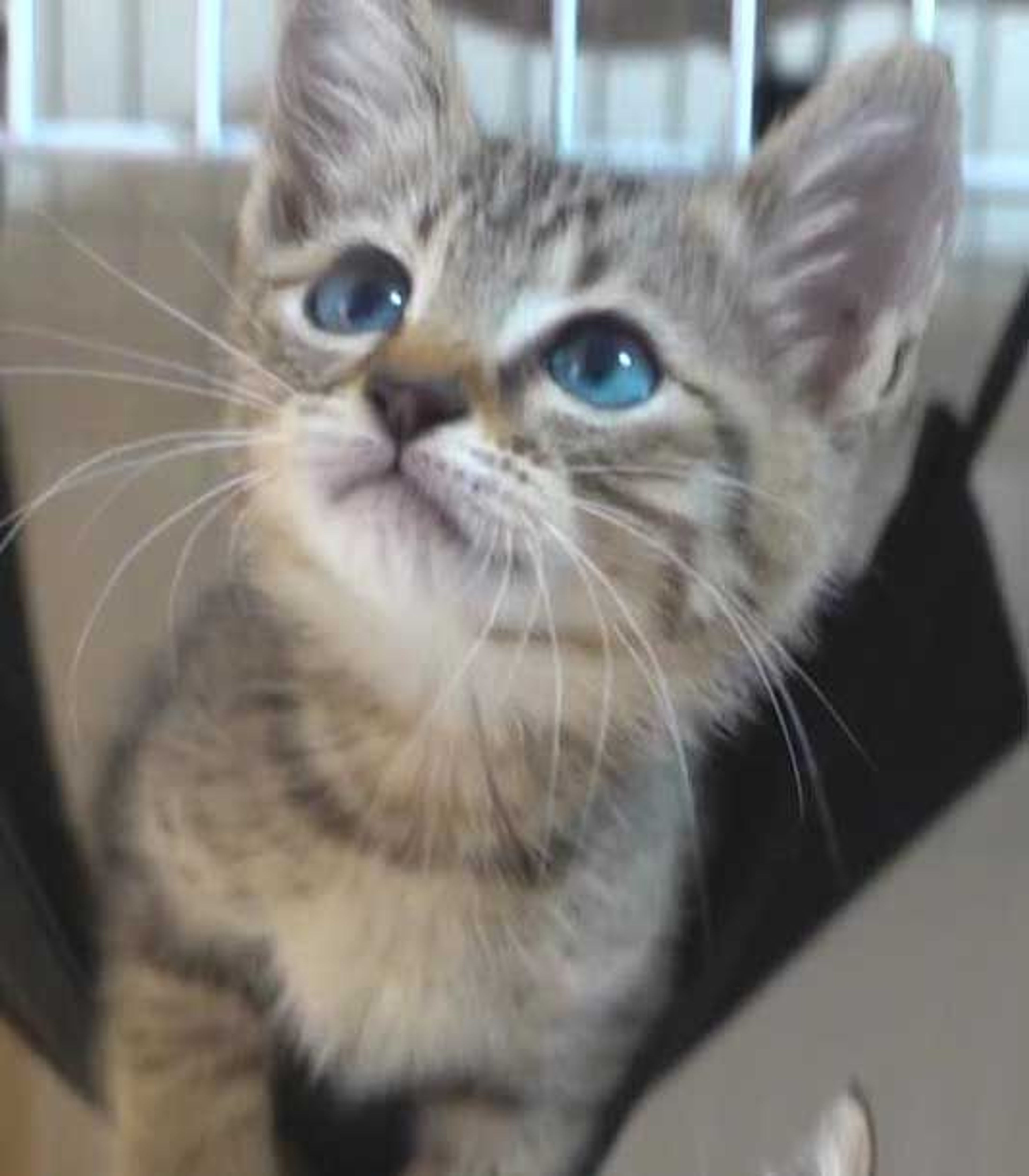 pet-image-7