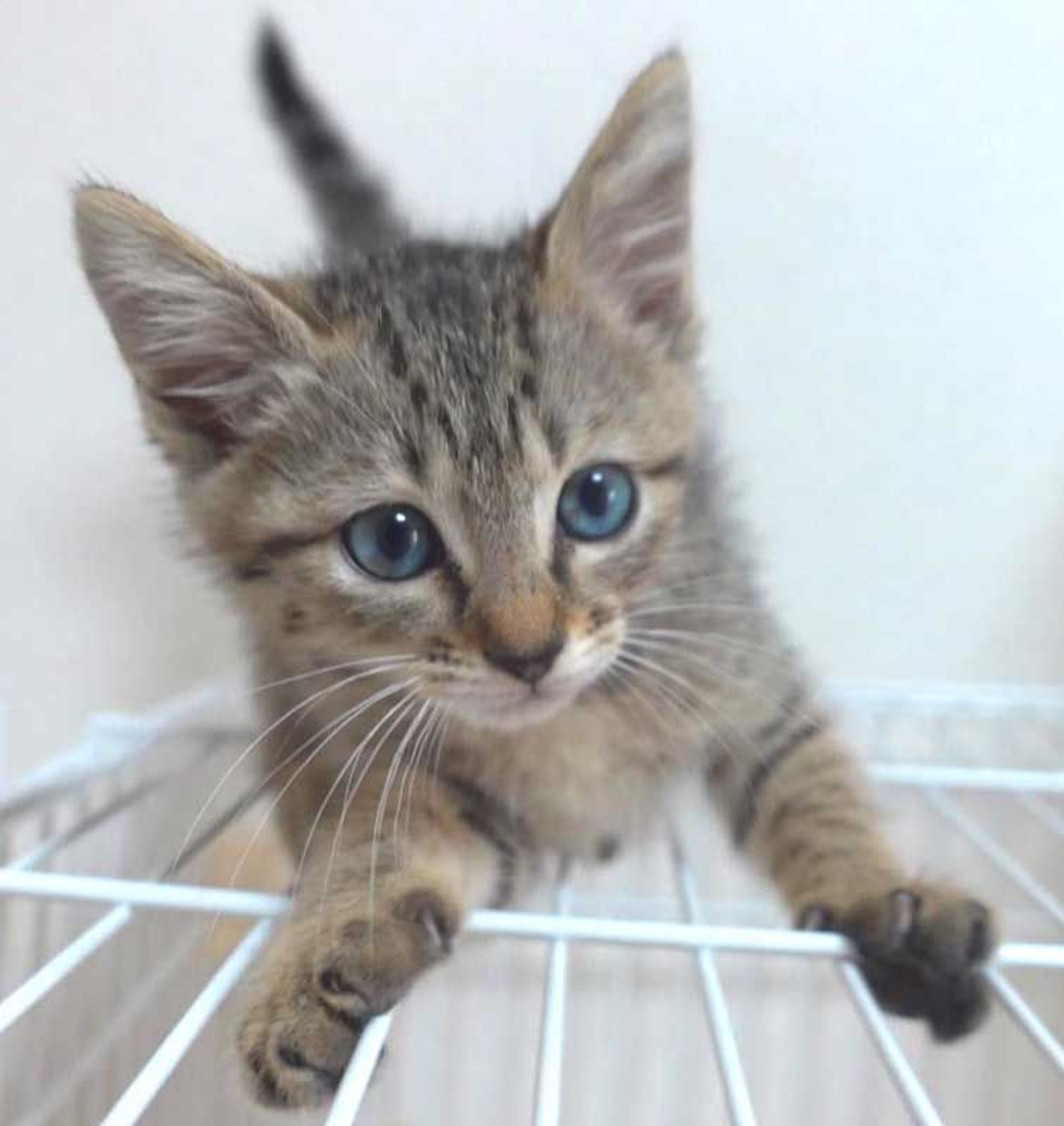 pet-image-8