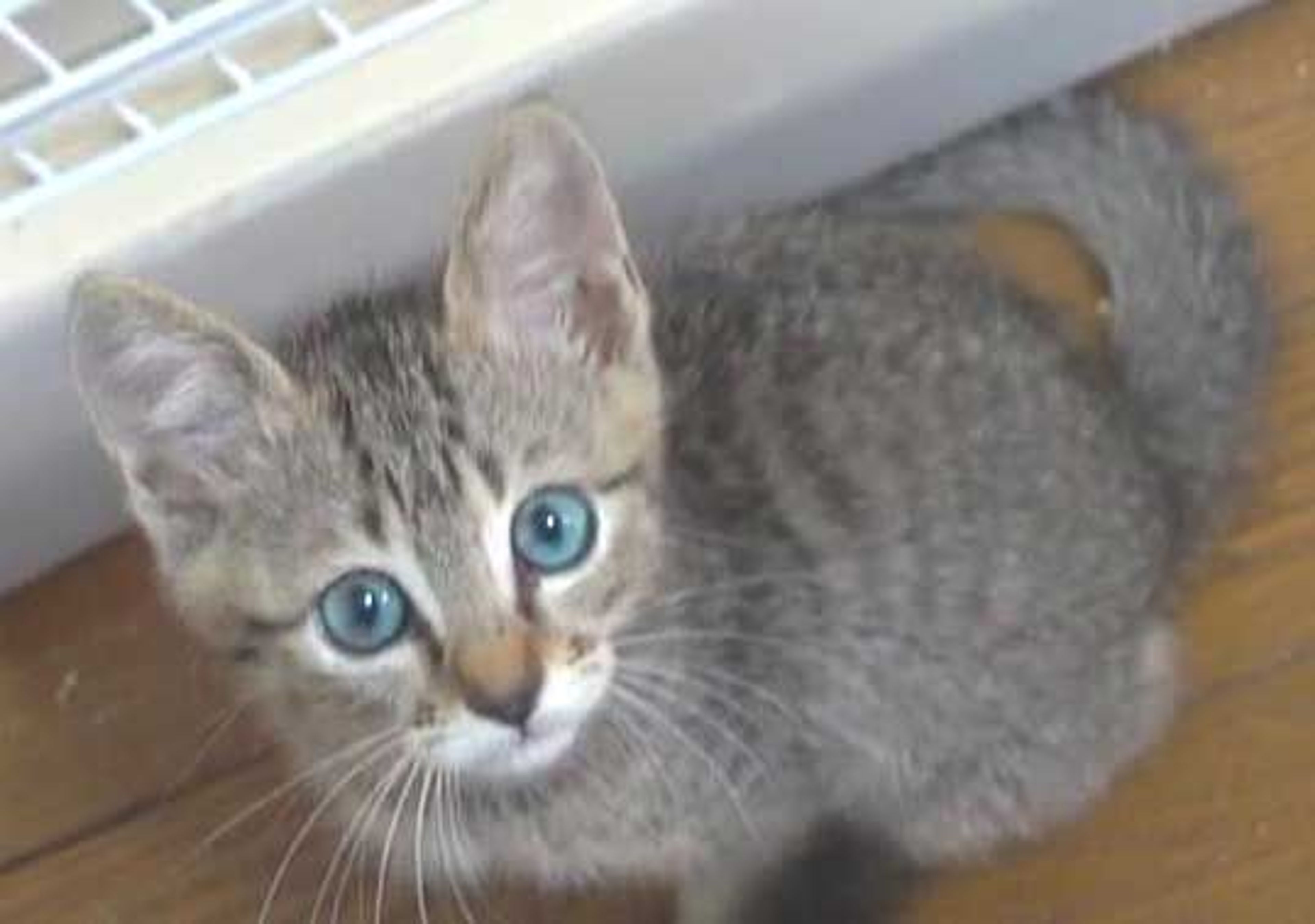 pet-image-9