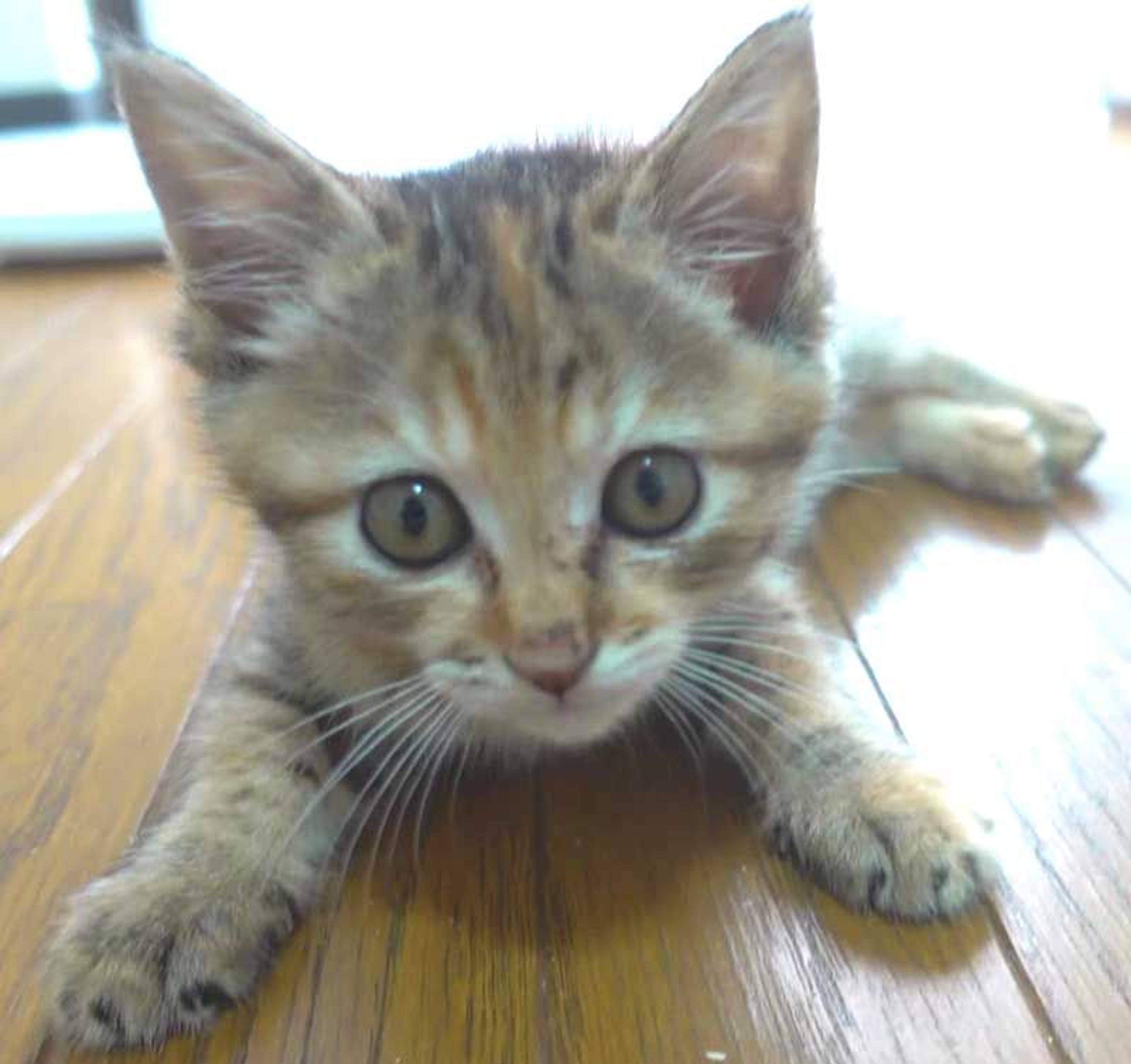 雑種（ミックス猫）・メスの里親募集の写真