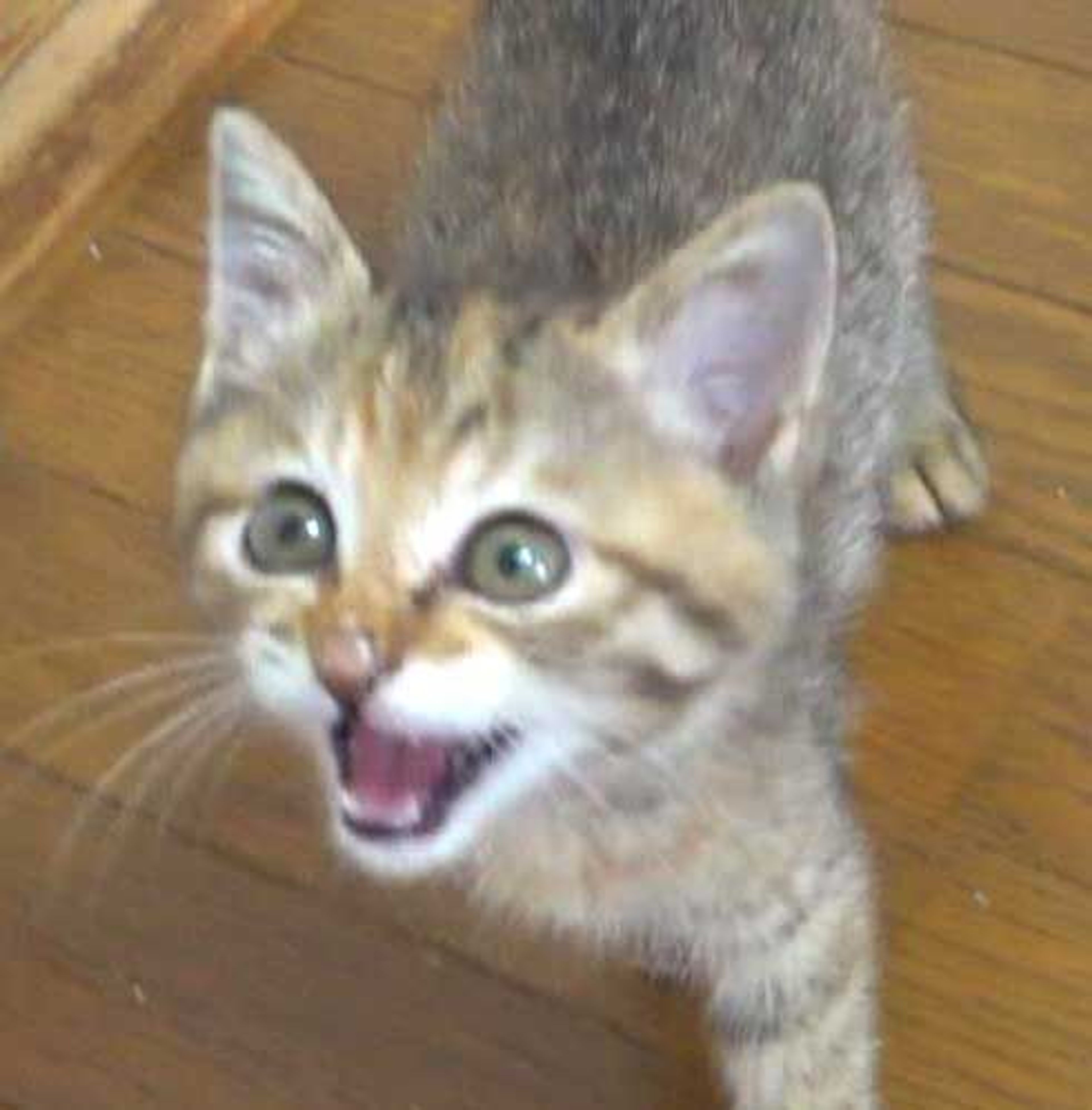 pet-image-2