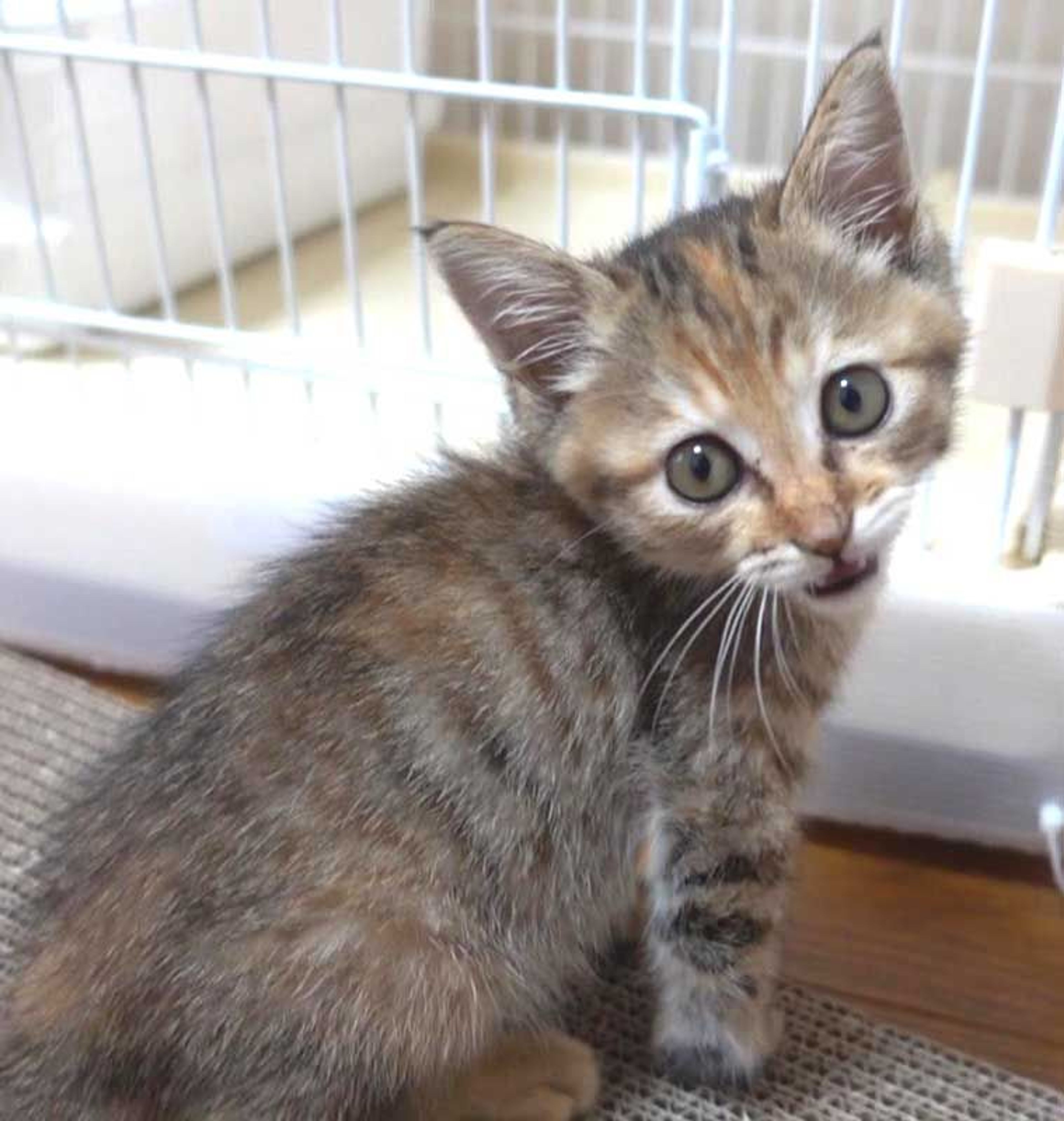 pet-image-3
