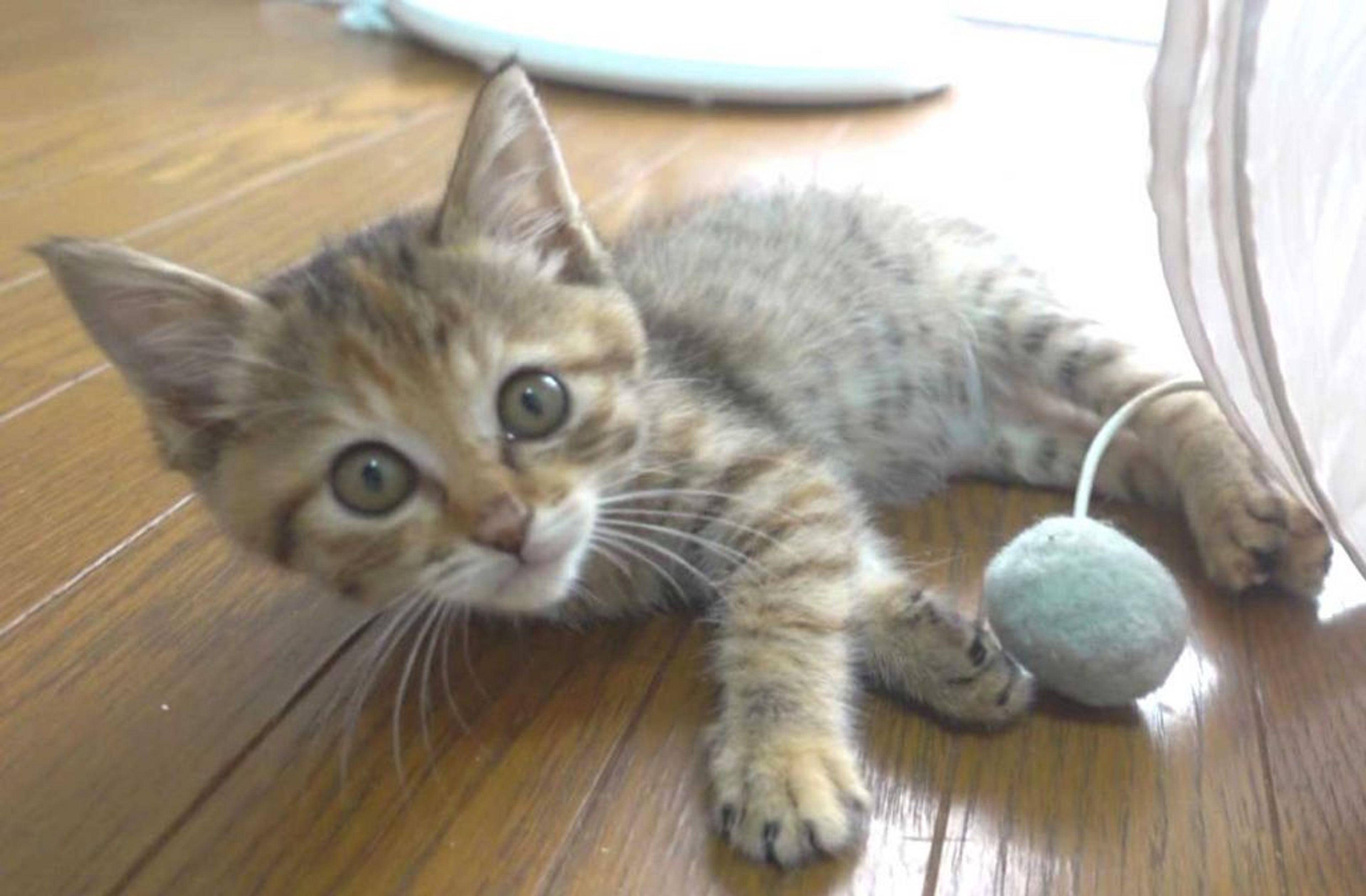 pet-image-4