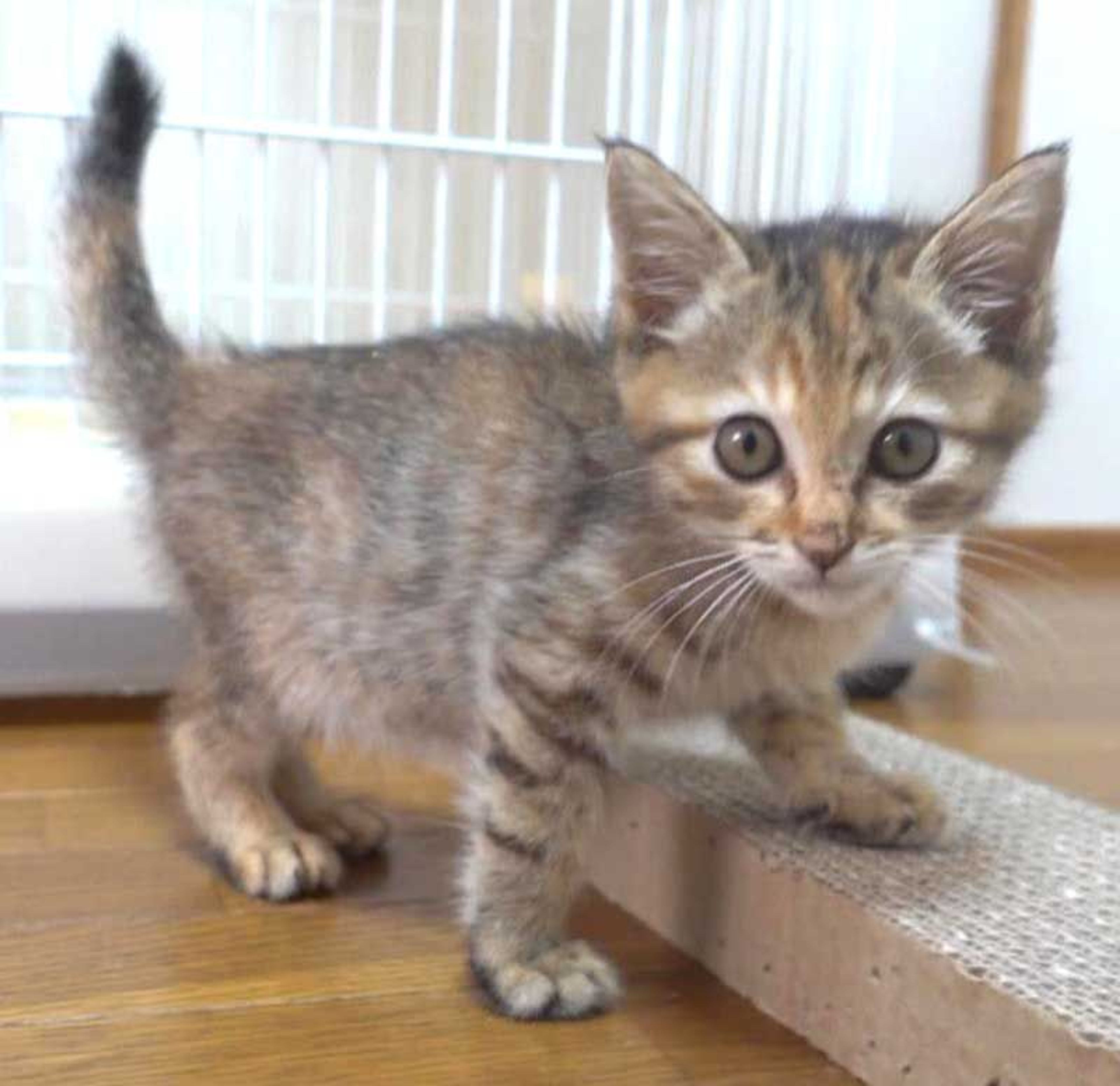 pet-image-5