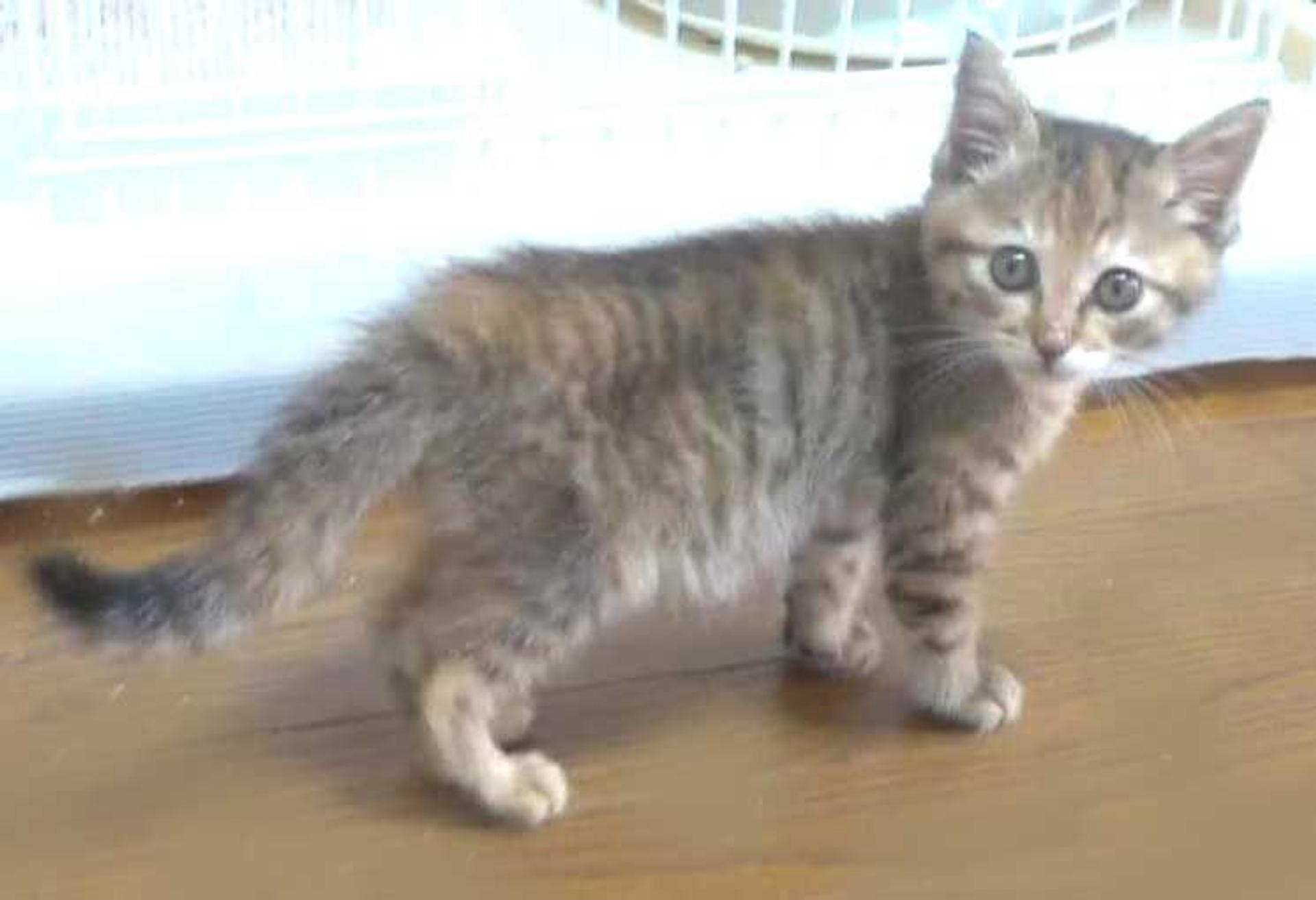 pet-image-6