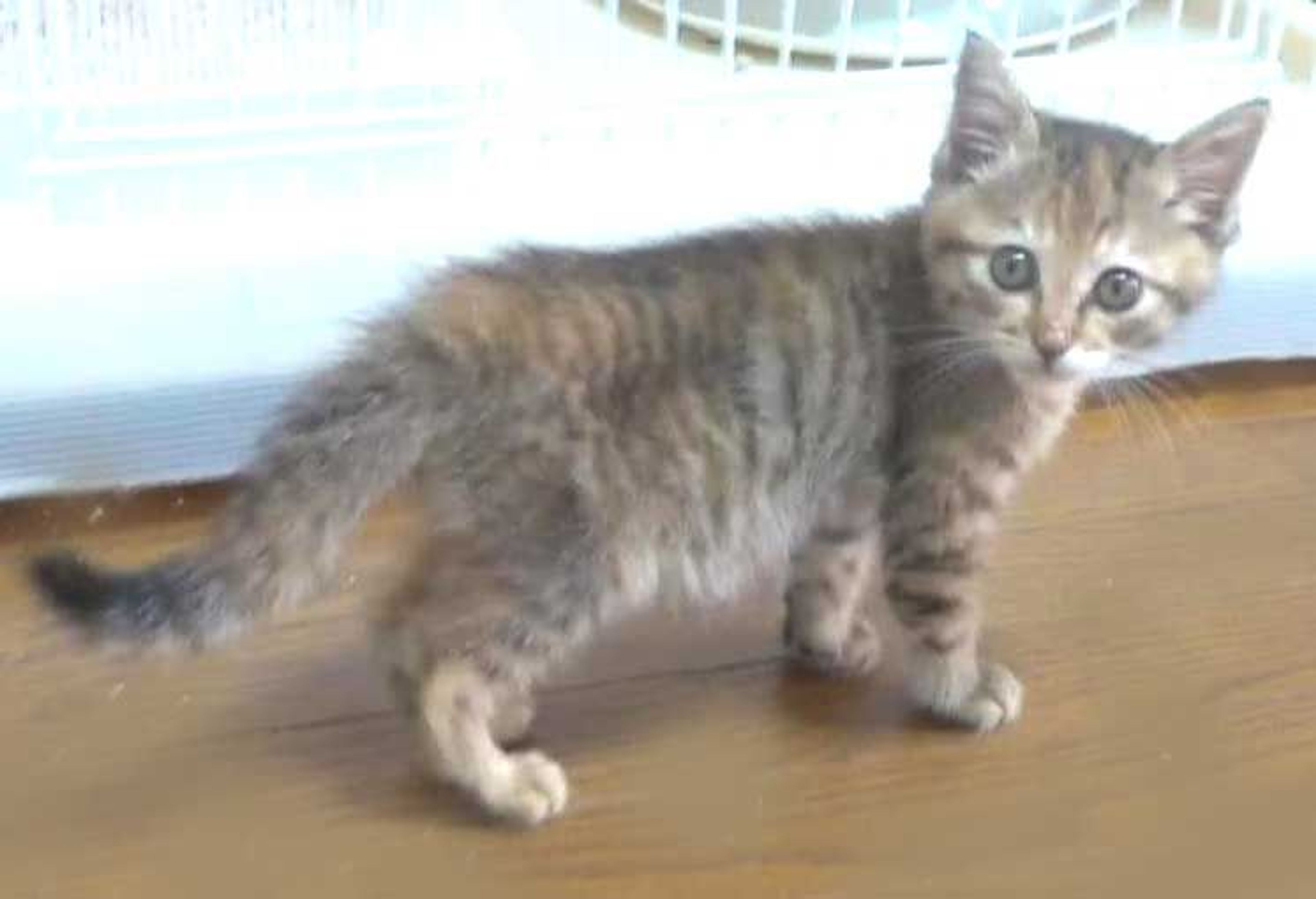 pet-image-6