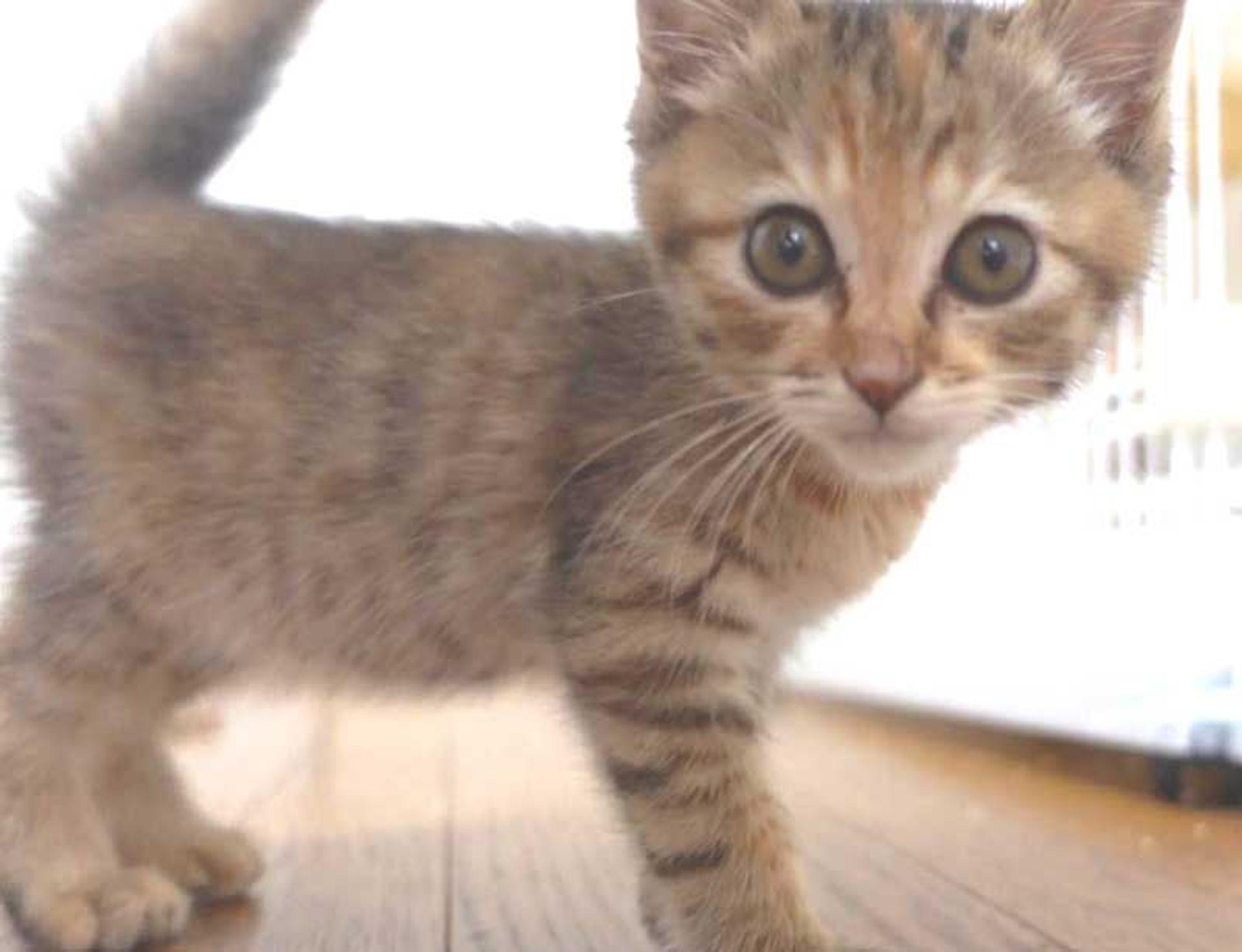 pet-image-7