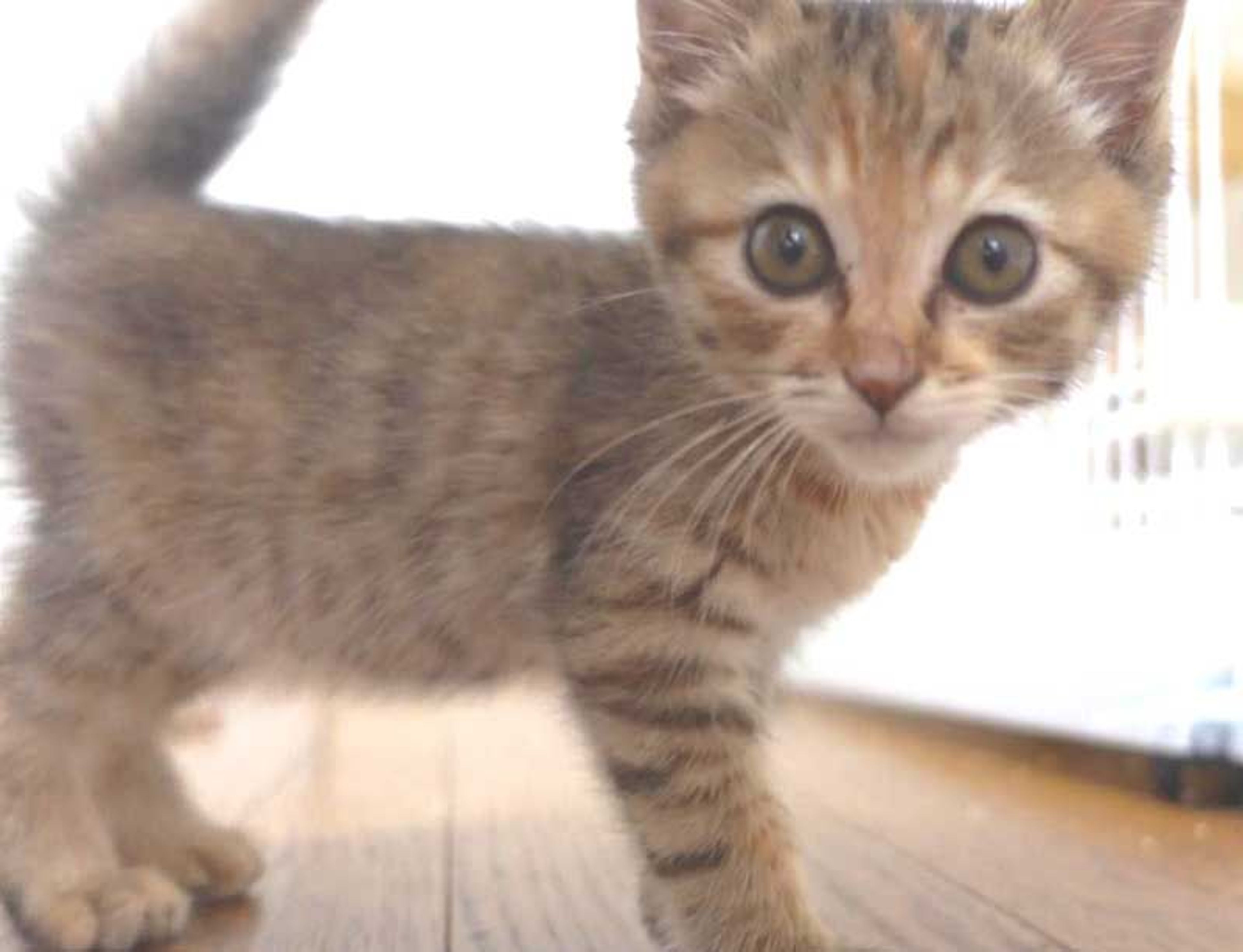 pet-image-7