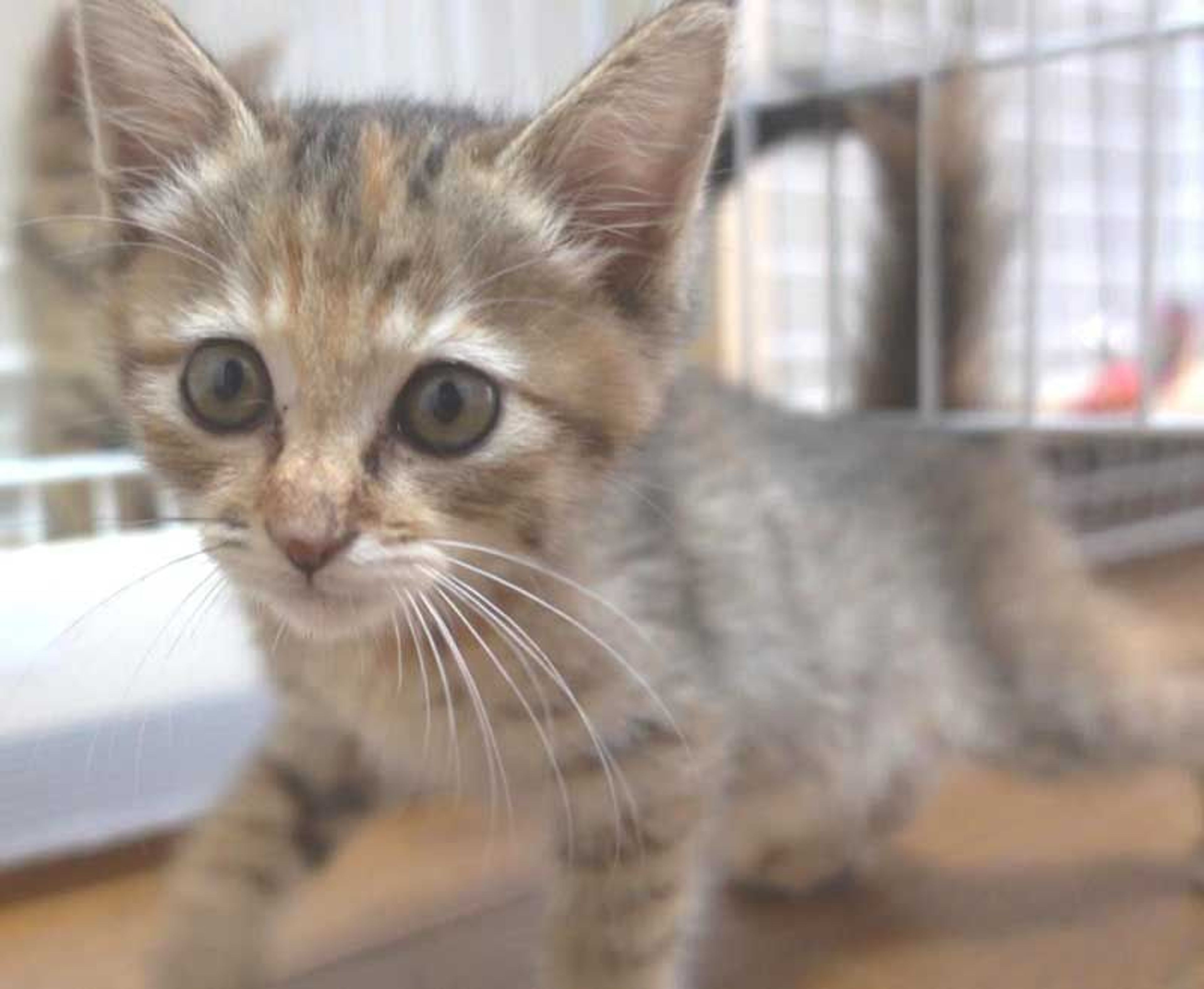 pet-image-8