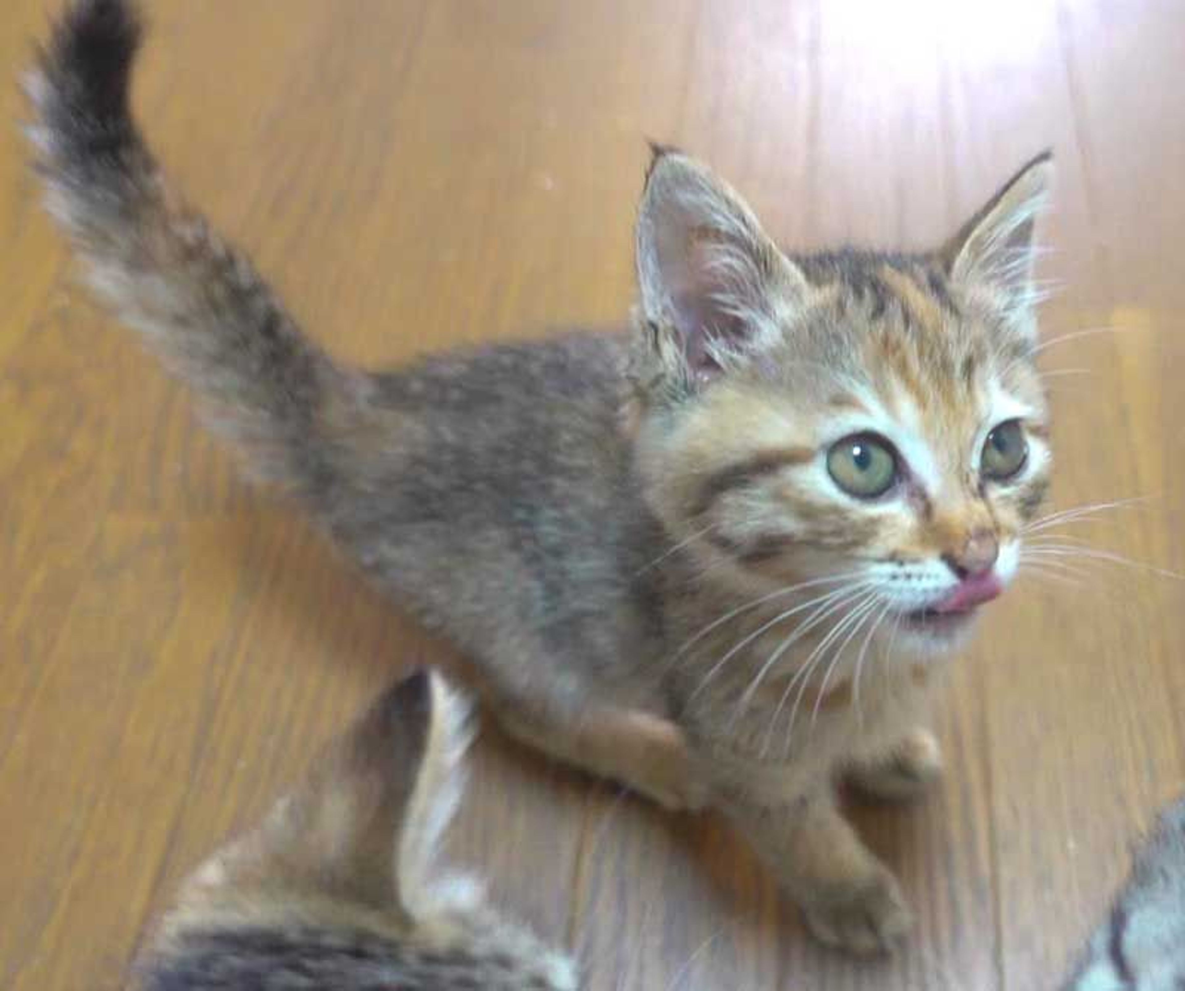 pet-image-9