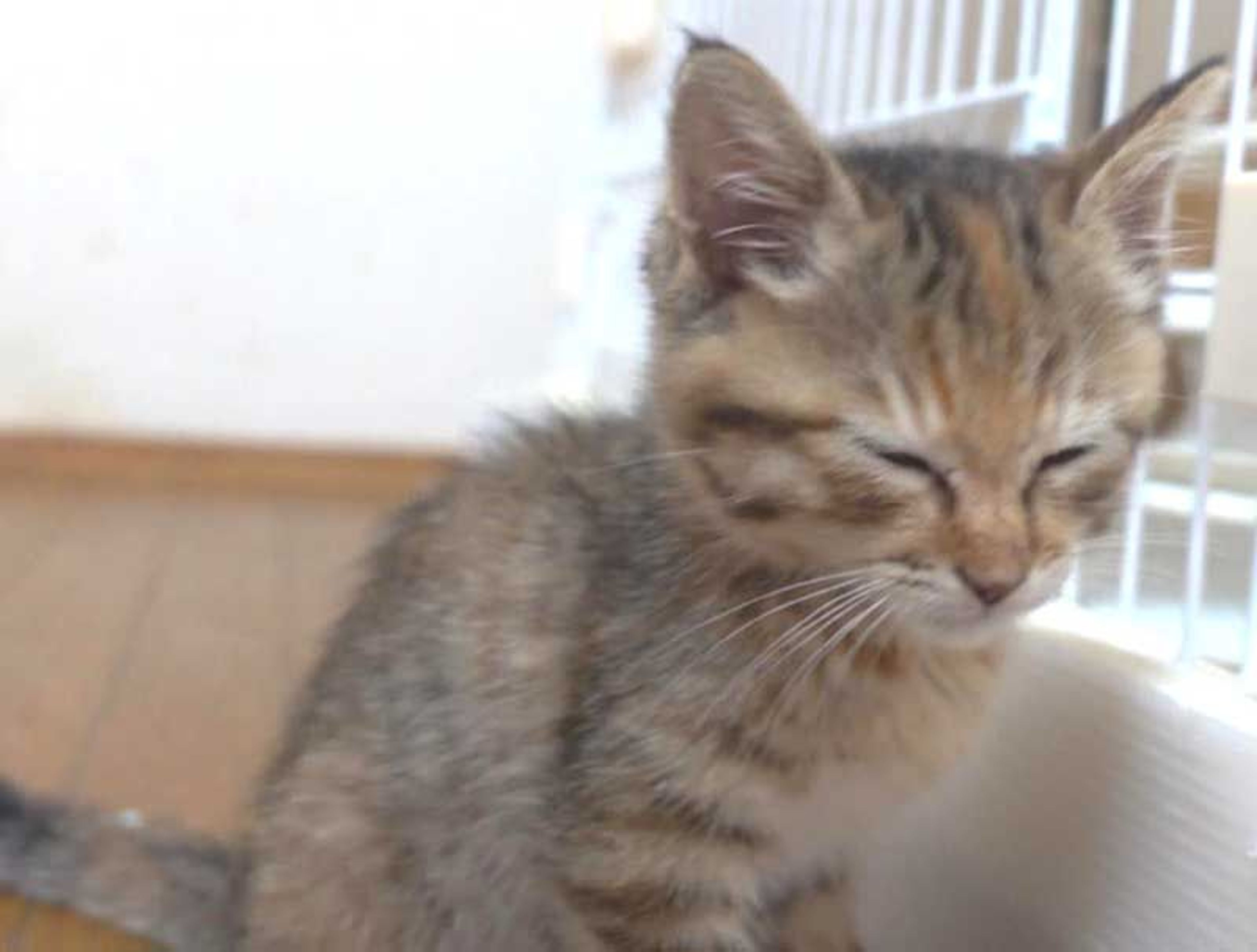 pet-image-10
