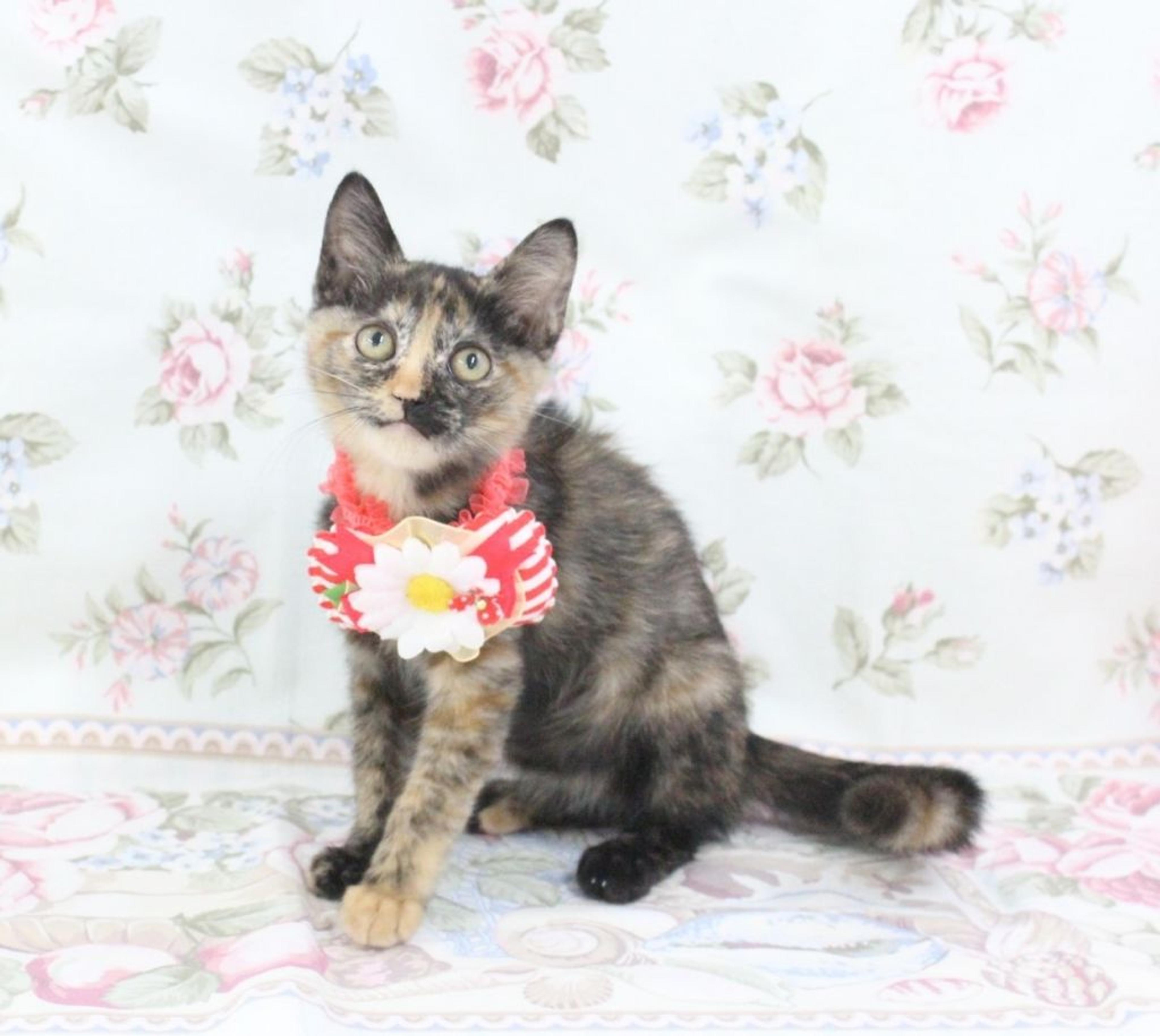 pet-image-4