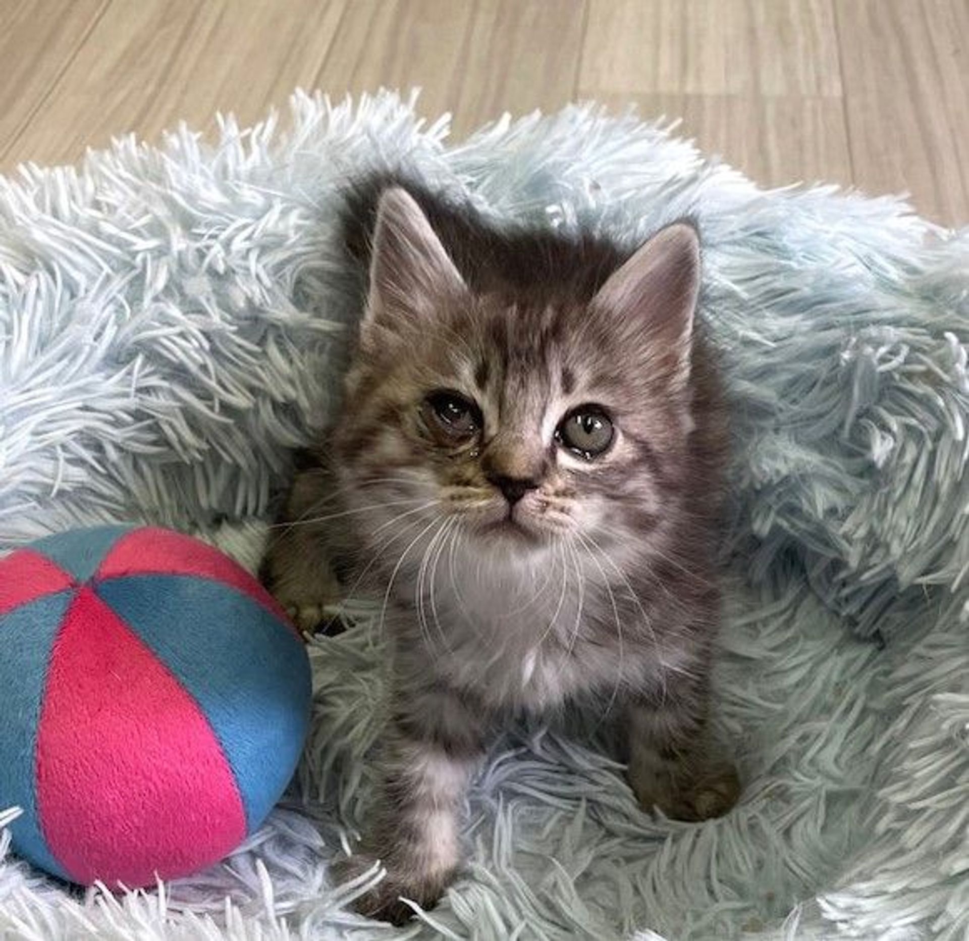 雑種（ミックス猫）・オスの里親募集の写真