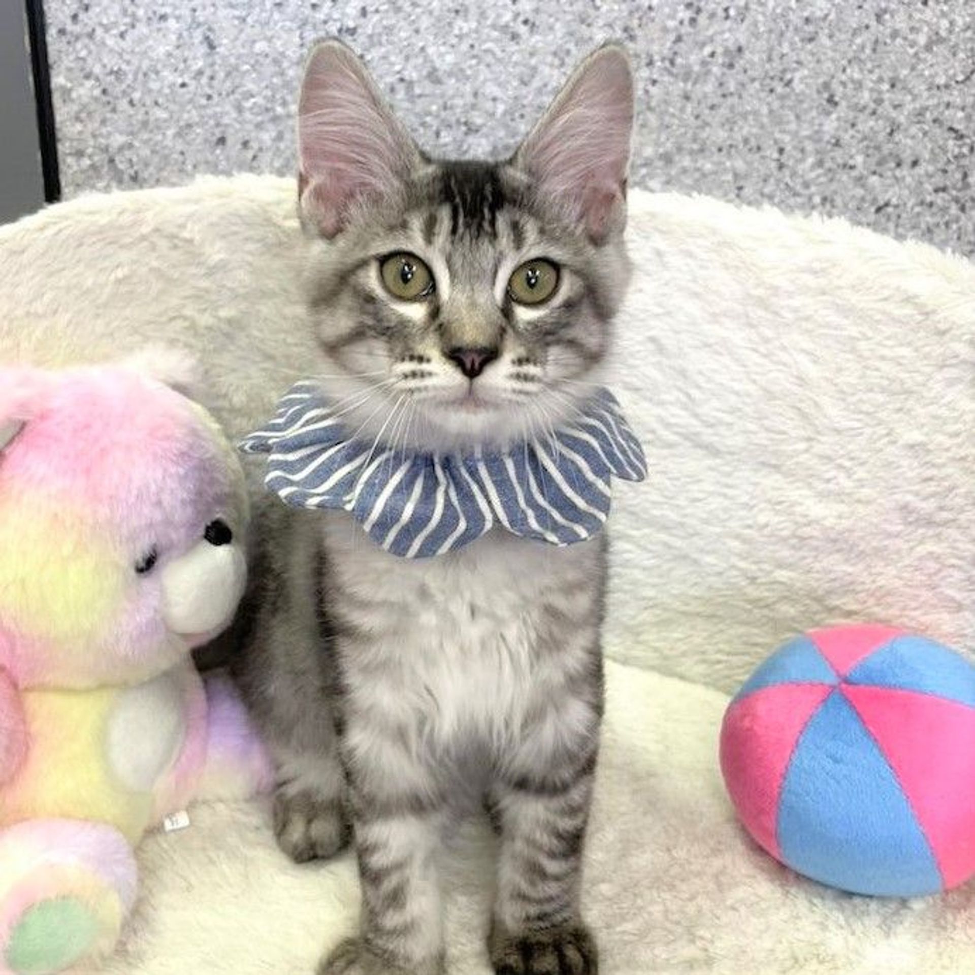 雑種（ミックス猫）・オスの里親募集の写真