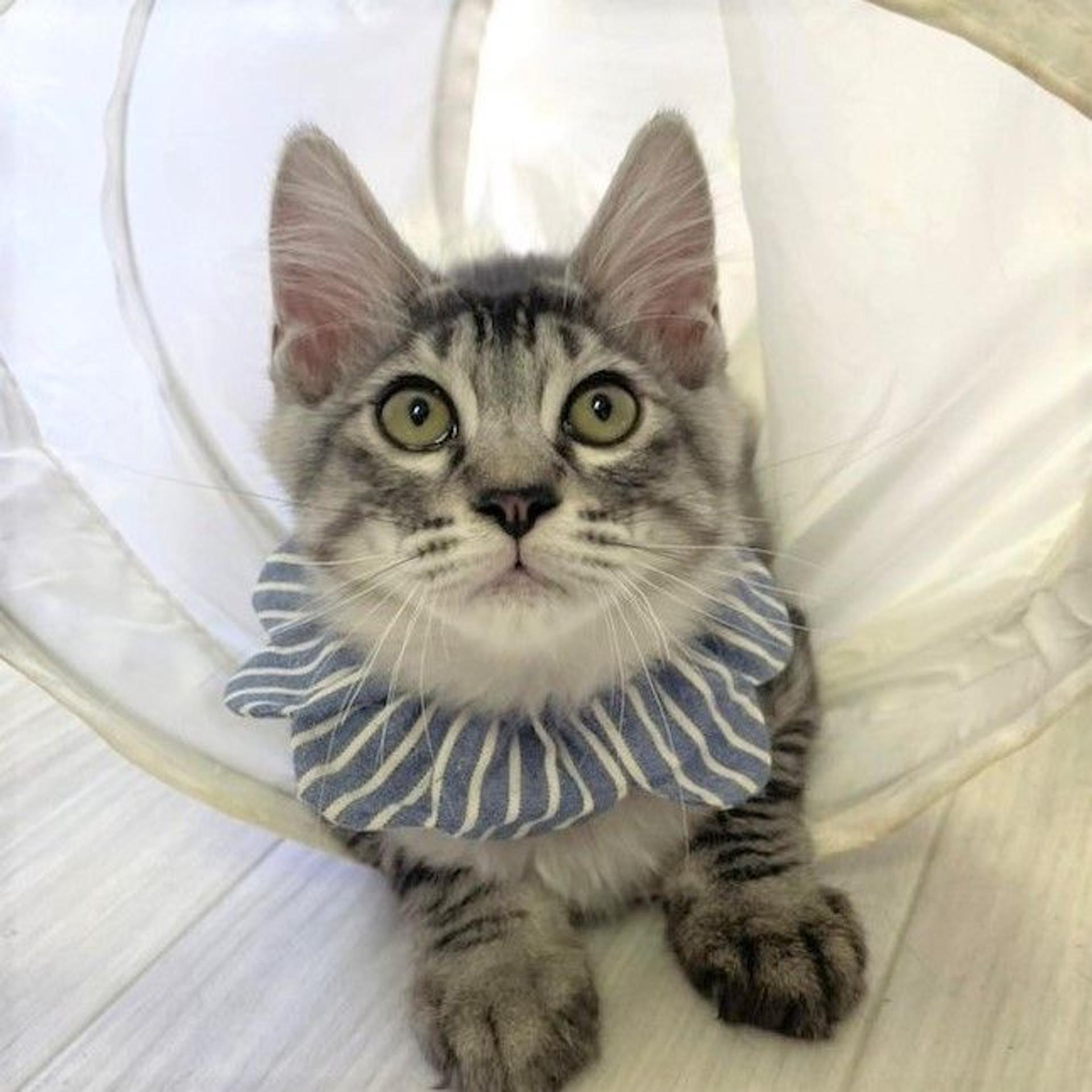 pet-image-2
