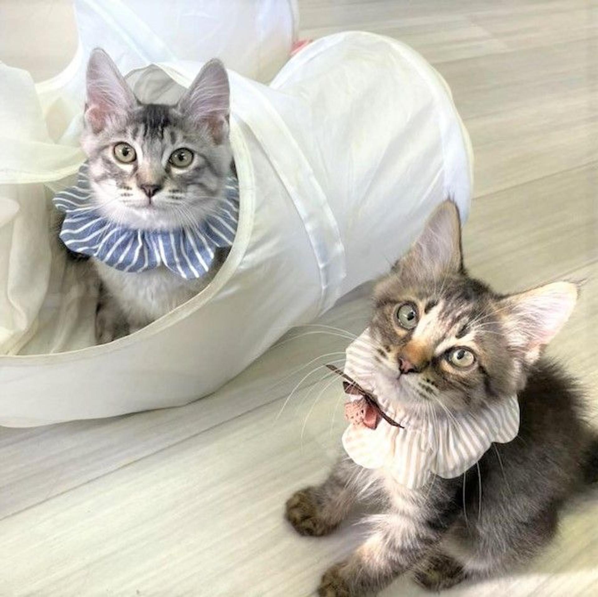 pet-image-4